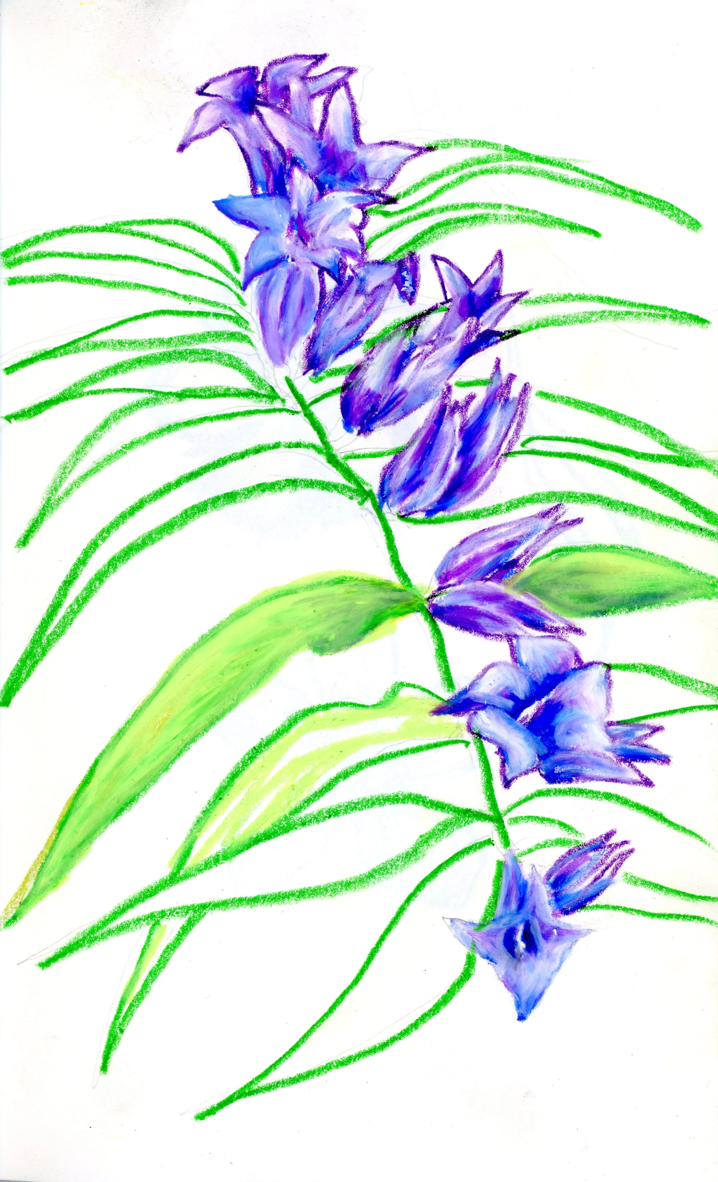 Plantsdrawing06.jpg
