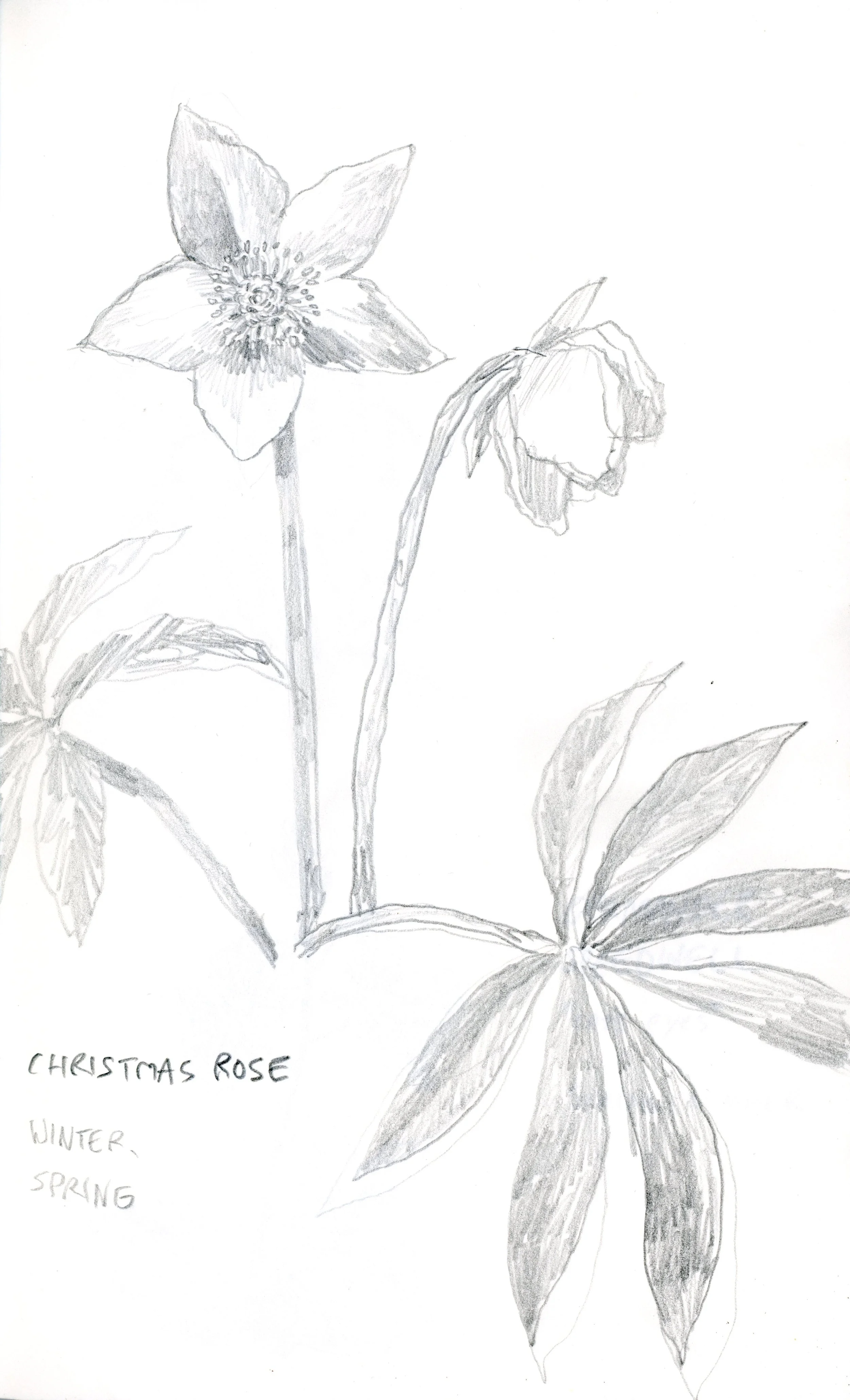 Plantsdrawing03.jpg