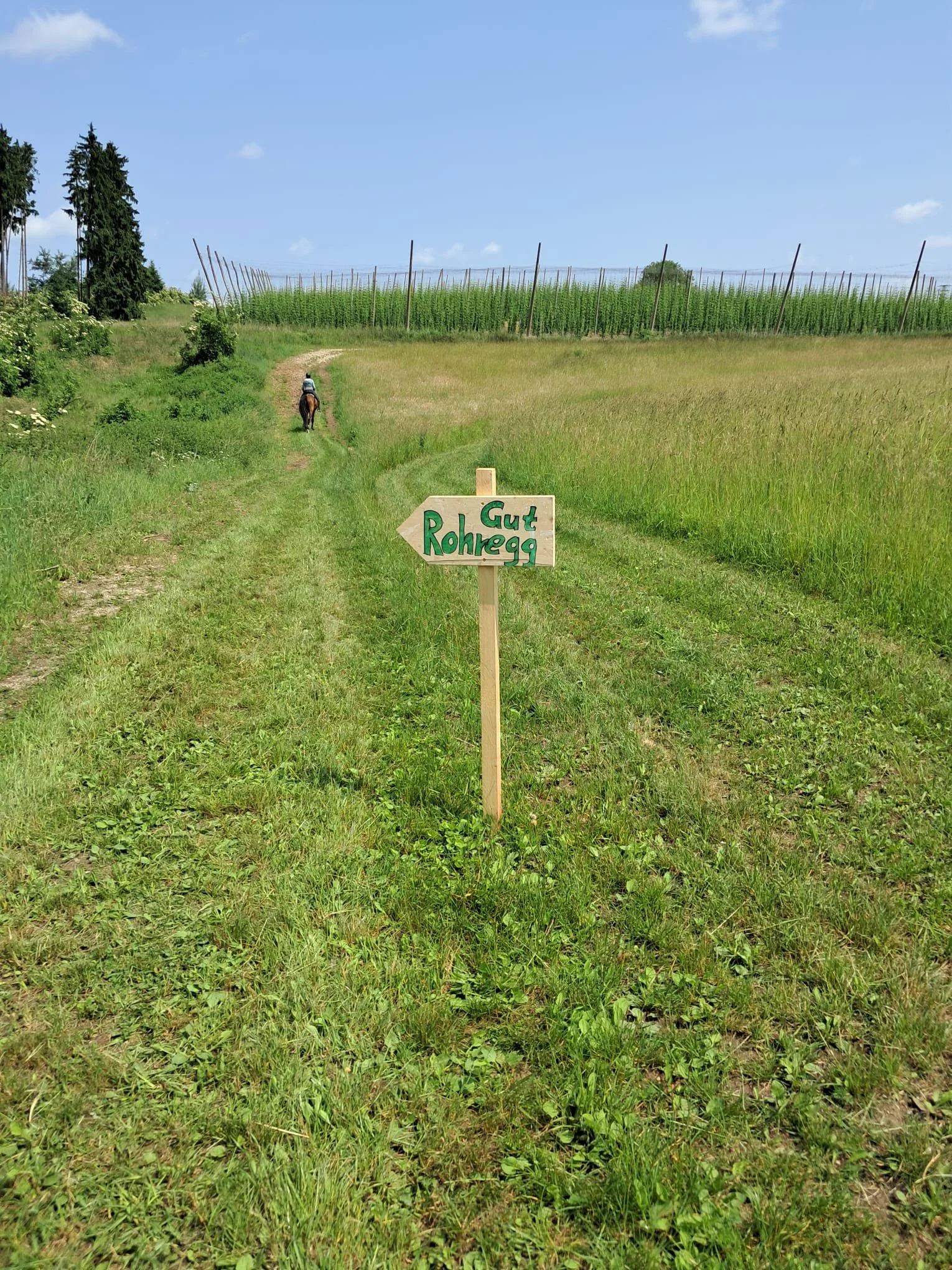 Wegweg mit grüner Wiese und einer Person, die auf einem Pferd reitet, Richtung Weinberge, mit einem Schild 'Gut Rohhegg'
