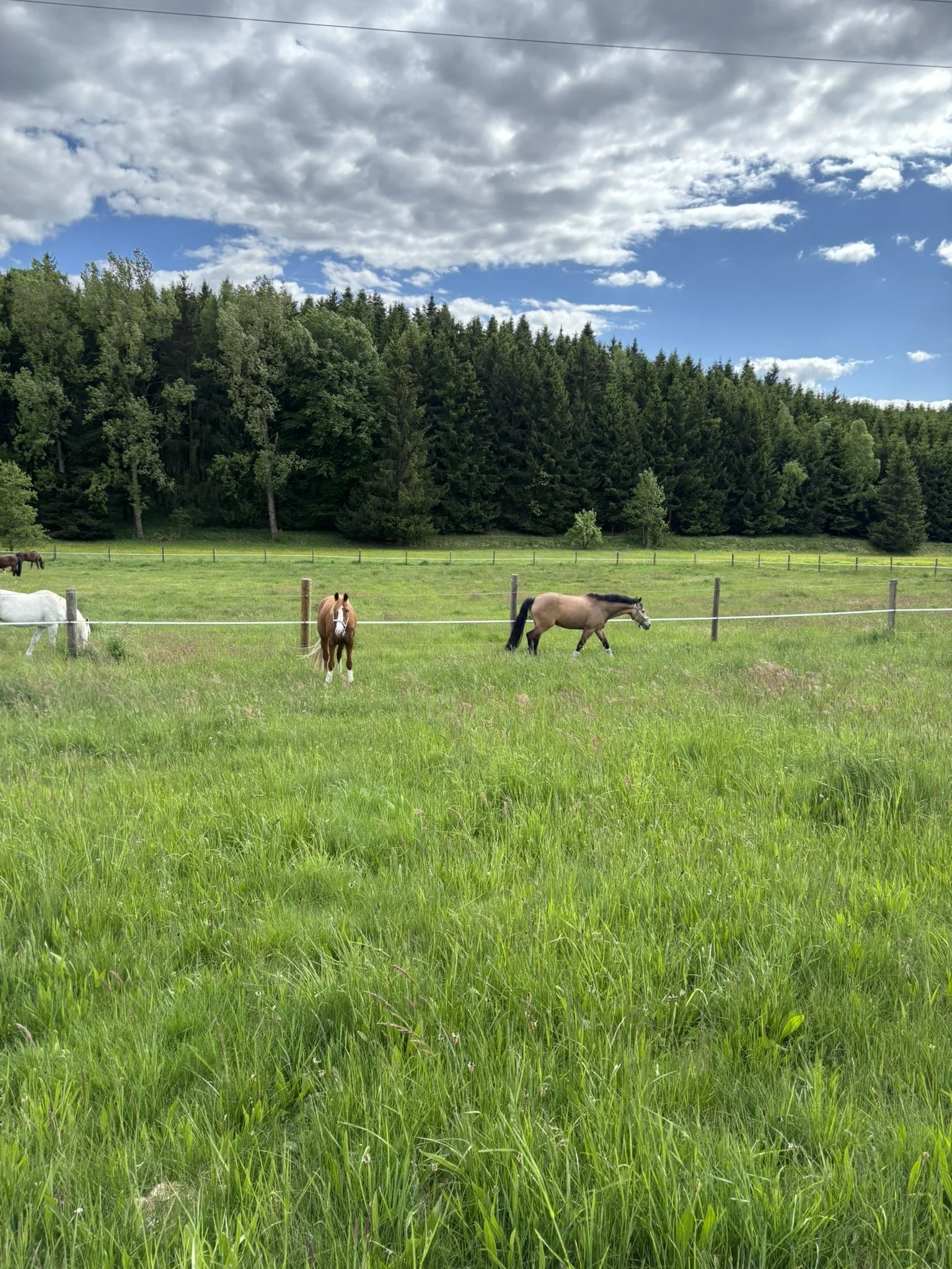 Weidende Pferde auf einer grünen Wiese vor einem Wald und einem bewölkten Himmel.