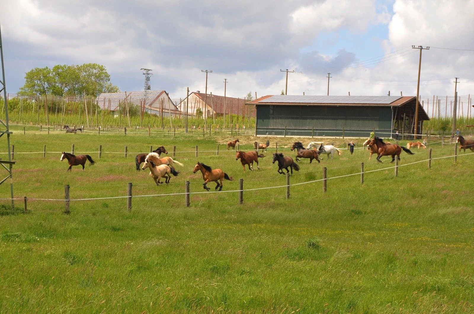 Gruppe von Pferden, die im Grünen auf einer Weide laufen, umgeben von Zäunen, mit Bauernhof und Bäumen im Hintergrund unter einem bewölkten Himmel.