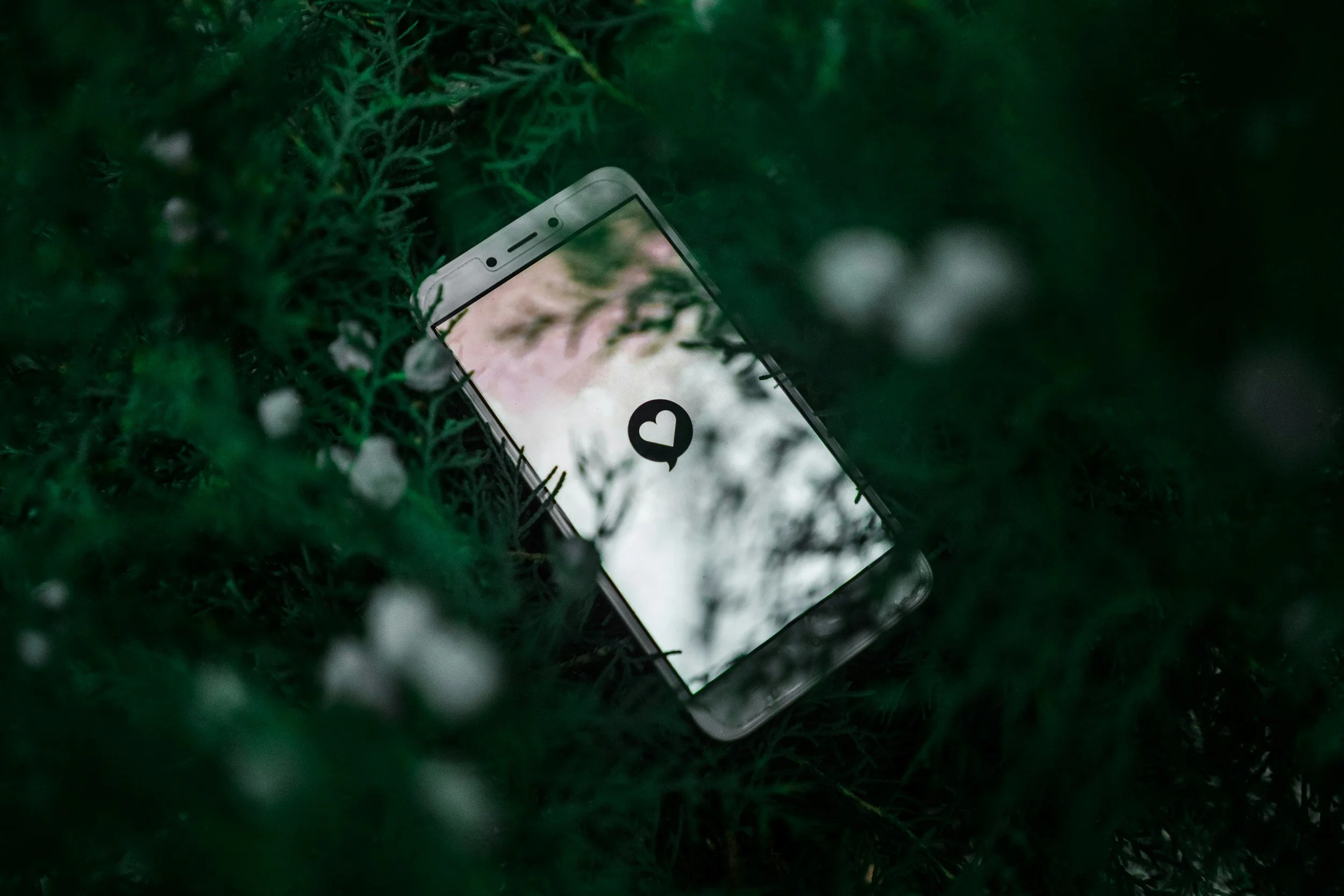 A smartphone with a message icon on its screen, partially hidden among green pine branches.