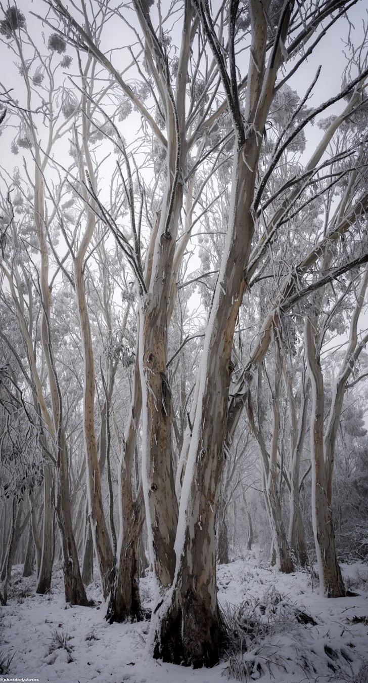 BrindySnow25-5.jpg