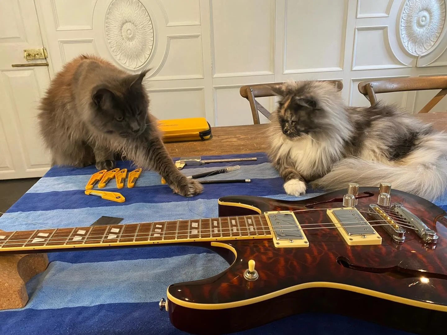 Two generous helpers have volunteered to set up my Schecter.