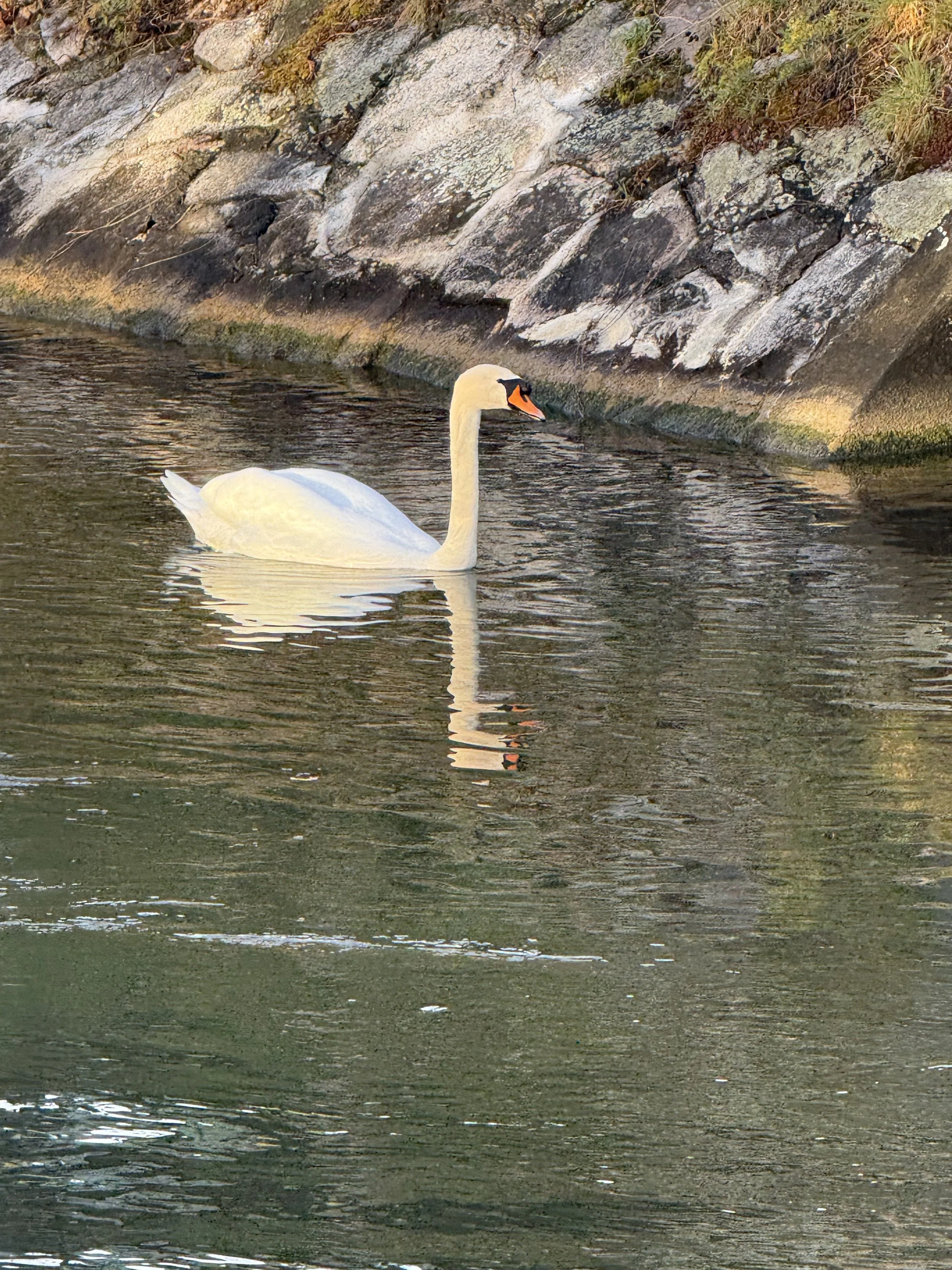 River Cruising - My two cents 