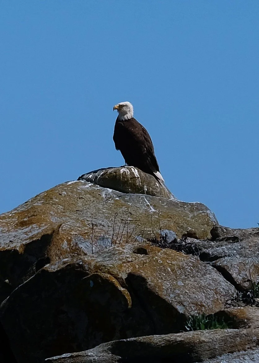A bald eagle perched on a large rock against a clear blue sky.
