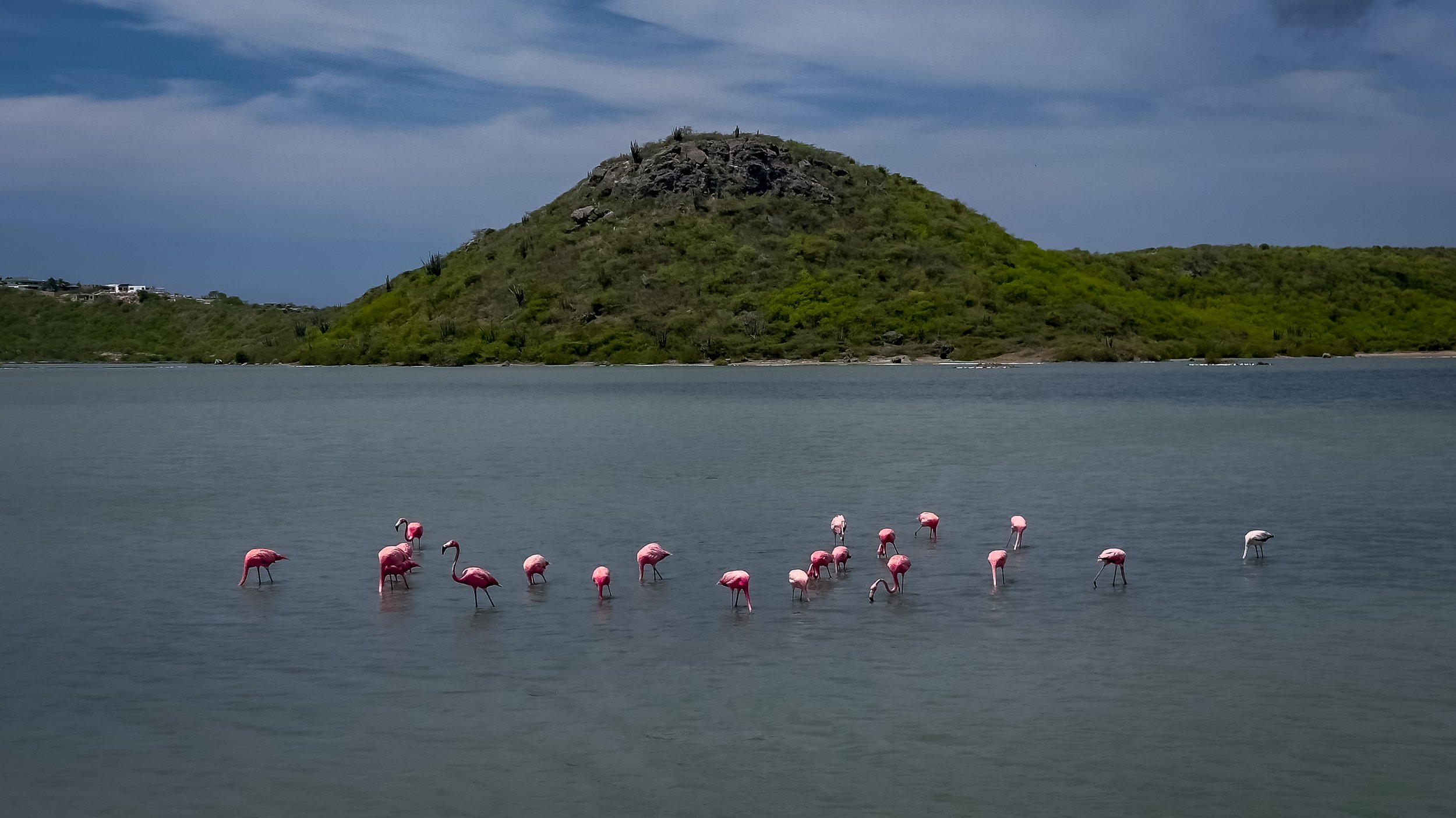 Group of pink flamingos wading in a calm body of water with a green, hilly island in the background under a partly cloudy sky.