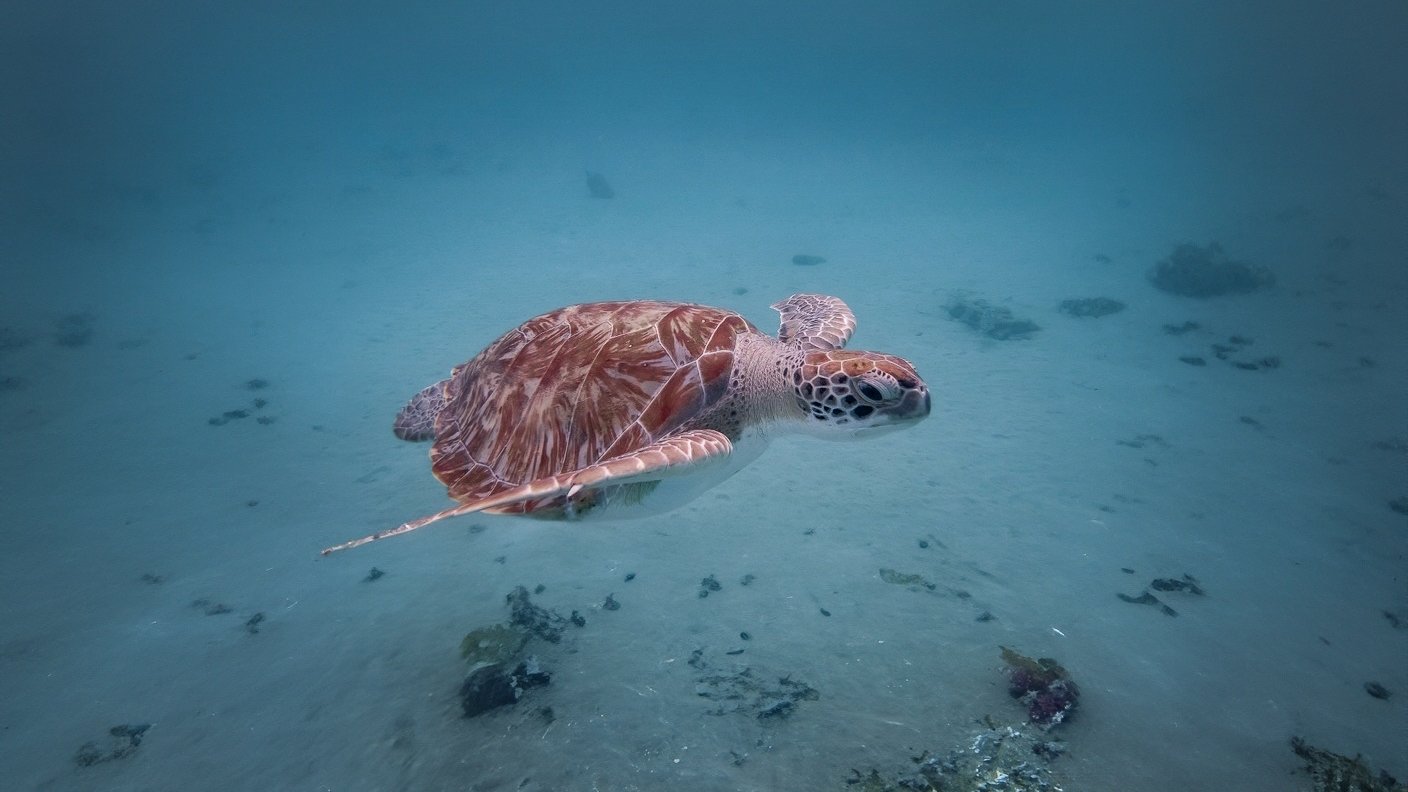 A baby turtle swimming in the ocean.