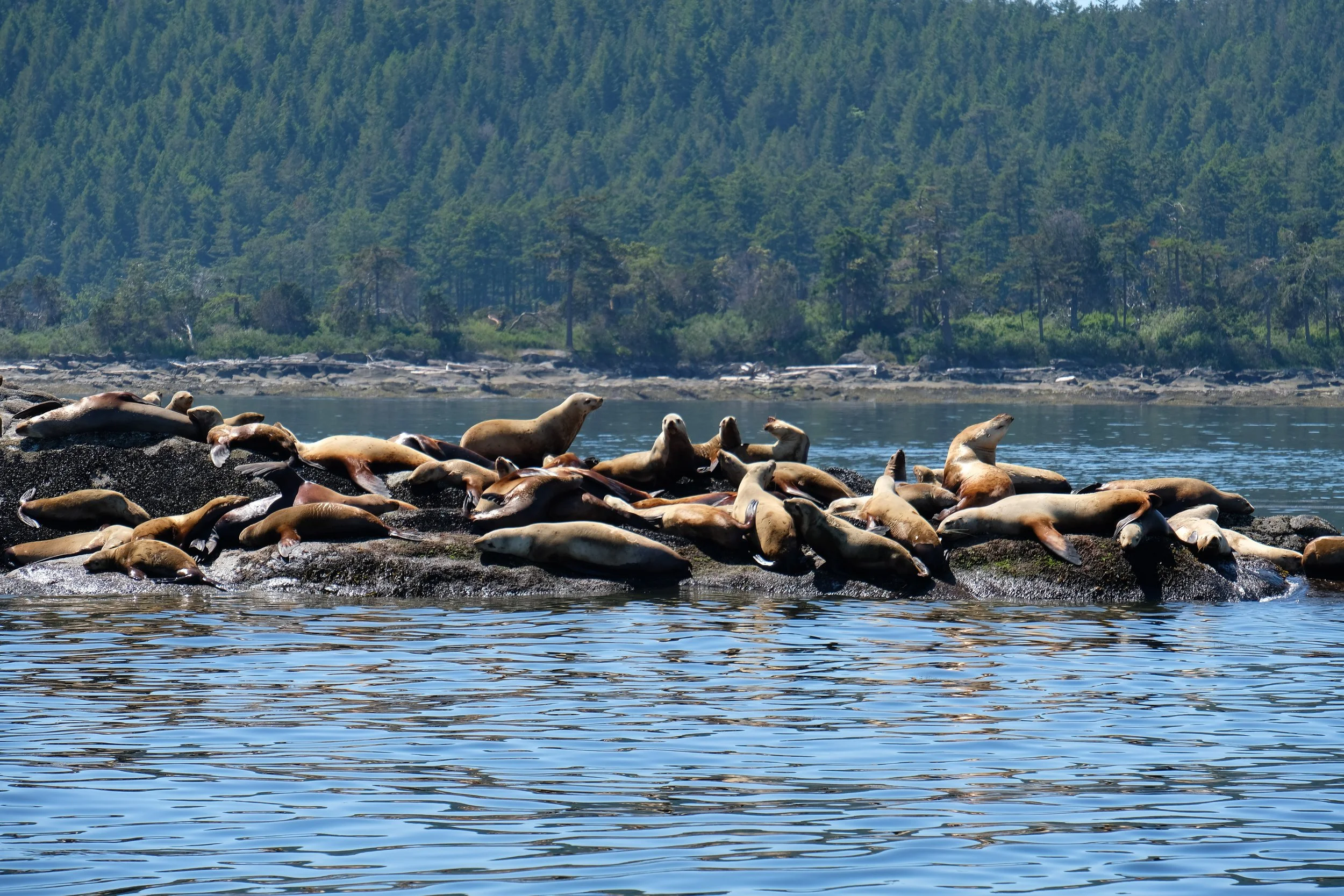 A group of sea otters resting and floating on a rock in the water with a forested shoreline in the background.