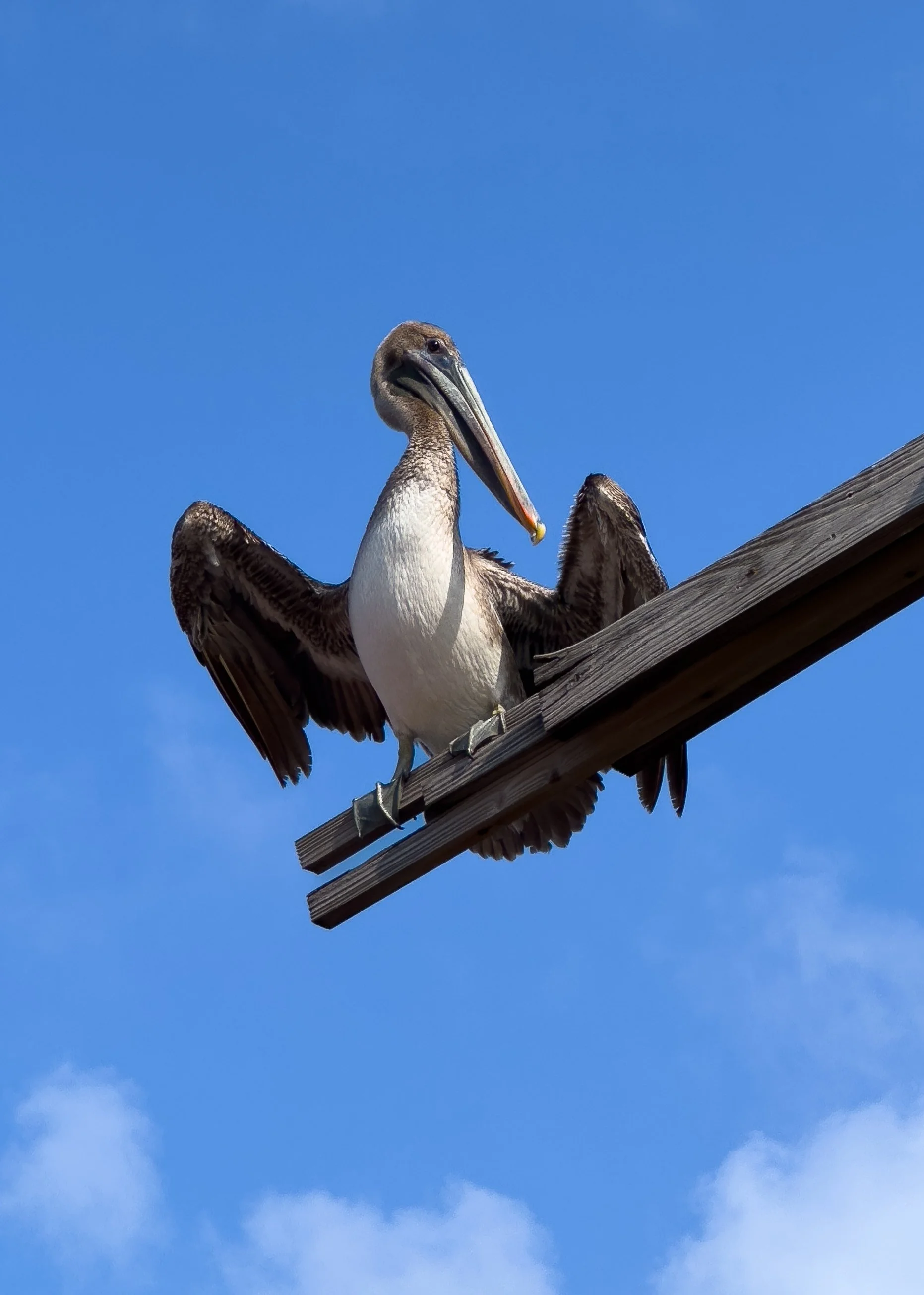 A pelican perched on a wooden beam with its wings partially extended, against a bright blue sky.