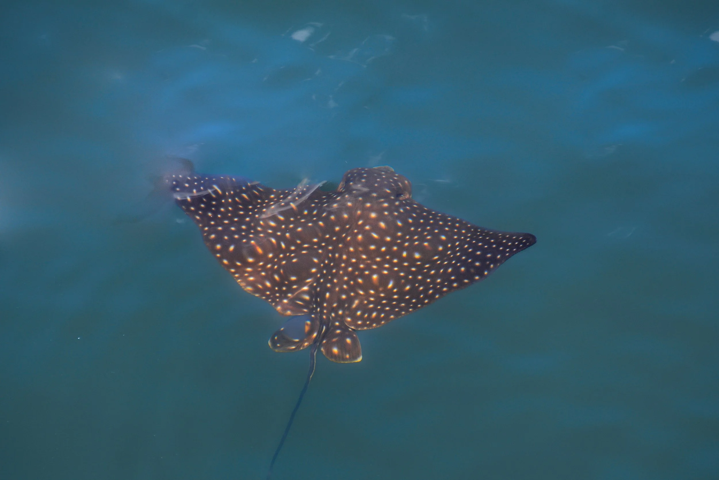 A speckled stingray swimming underwater.