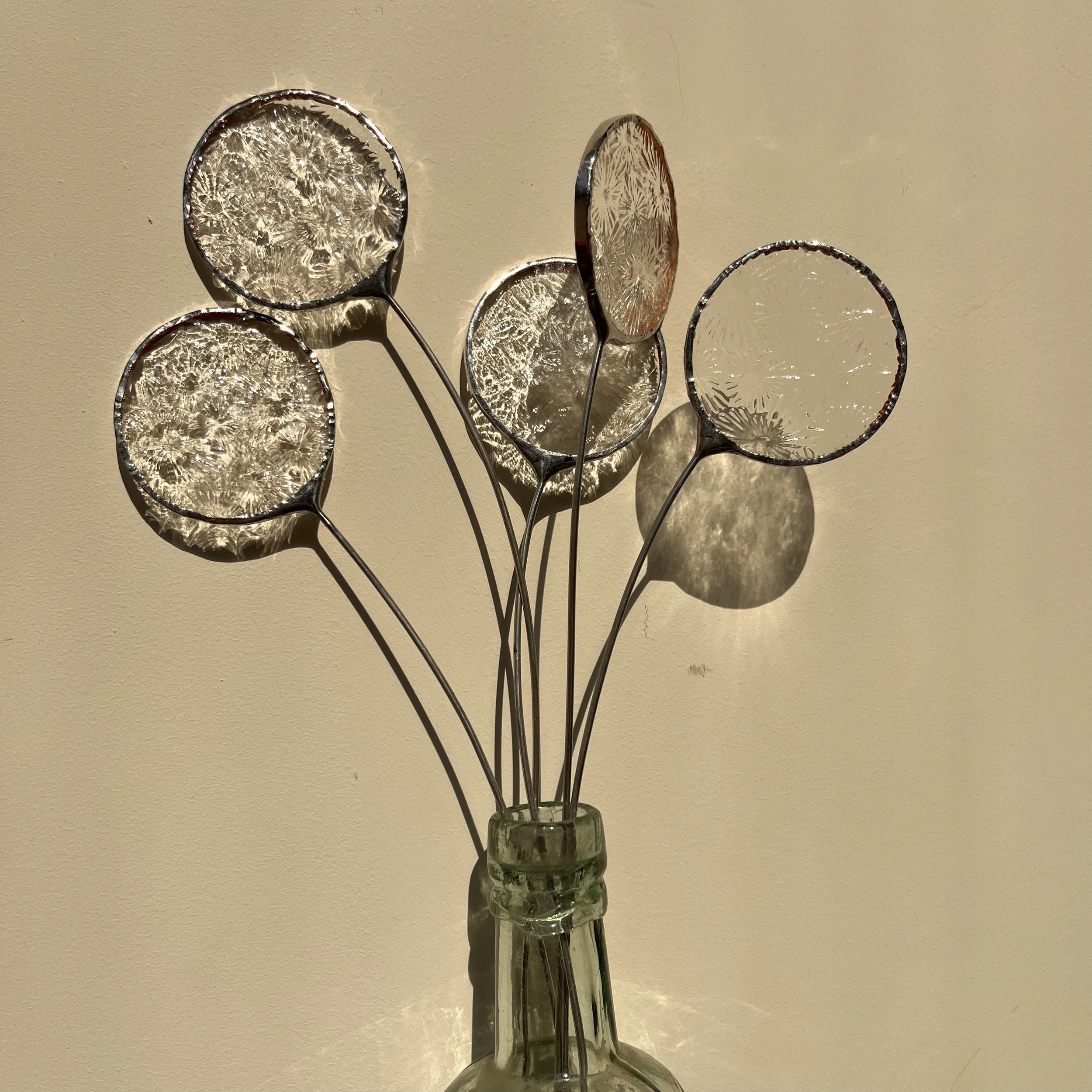 Dandelion