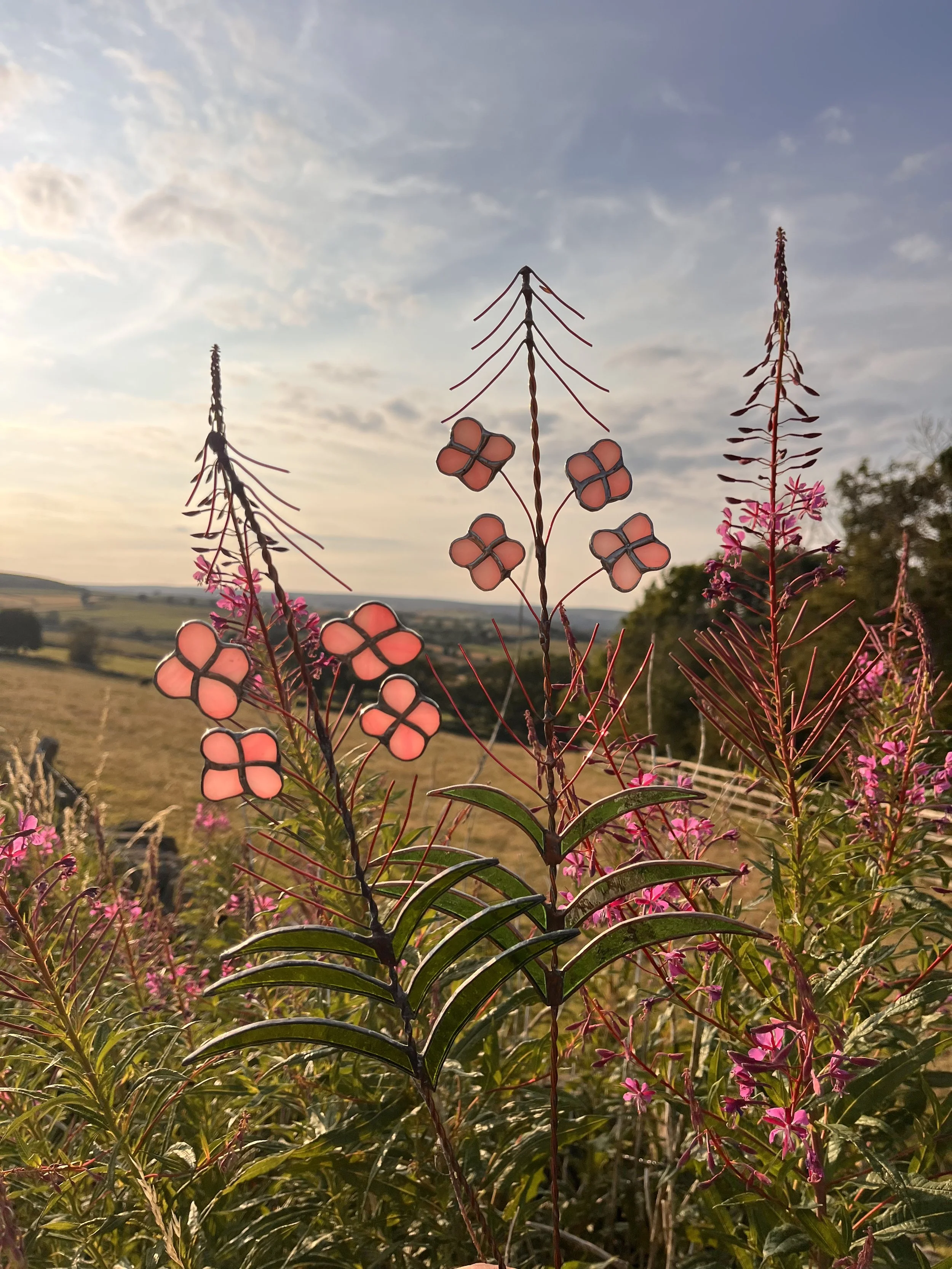 Rosebay willowherb