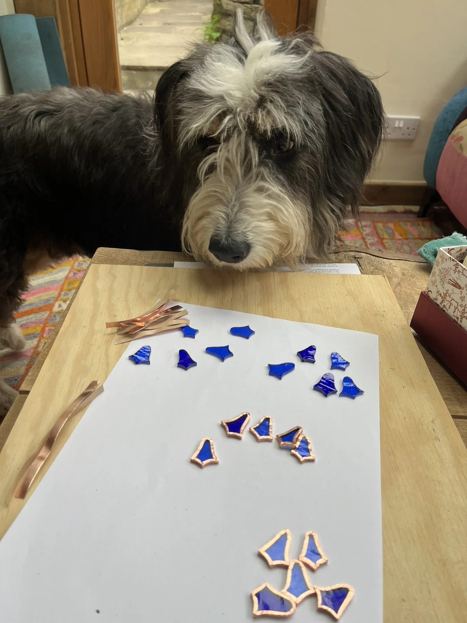 A collie with his nose on my workbench - Switch dog loves to help with foiling