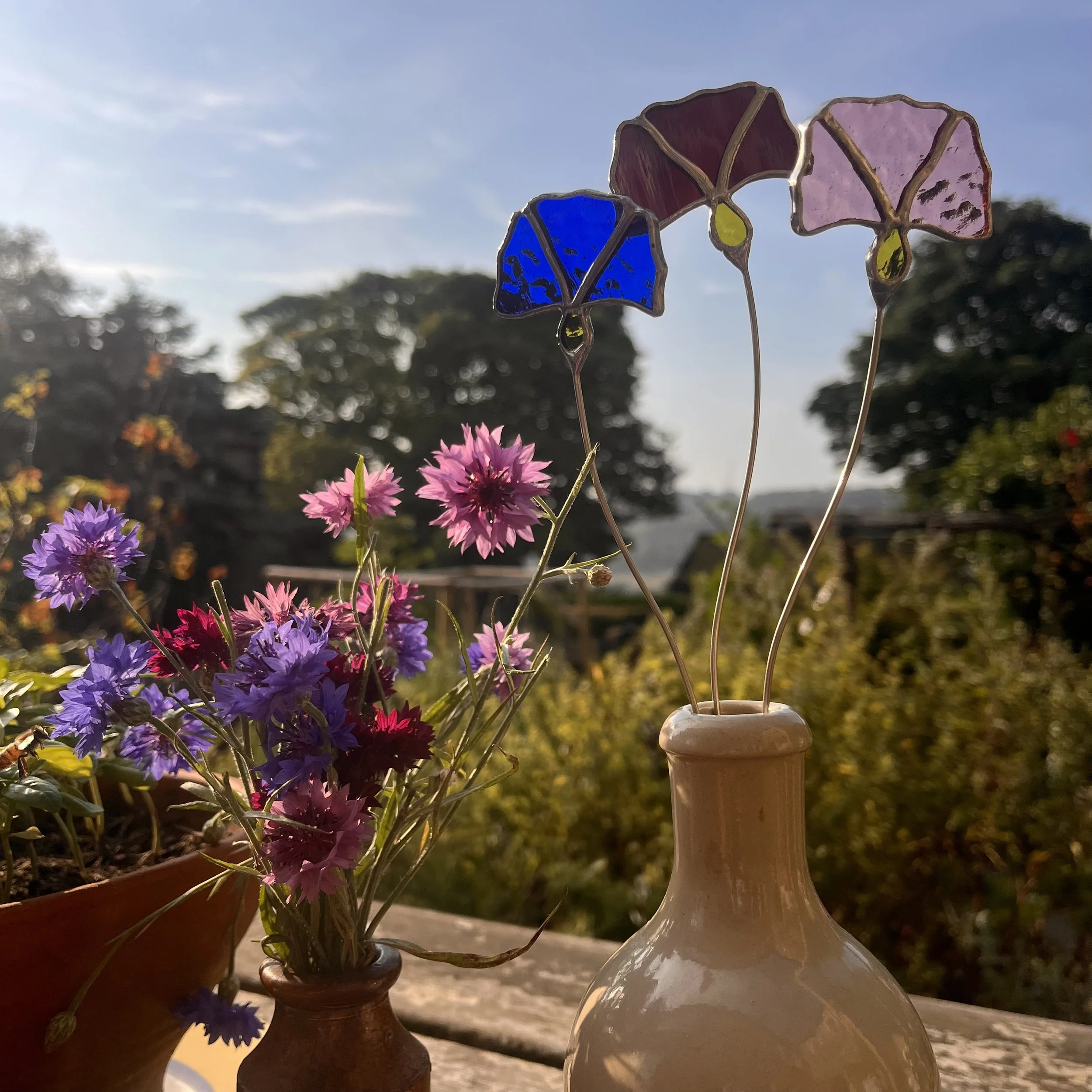 Cornflower