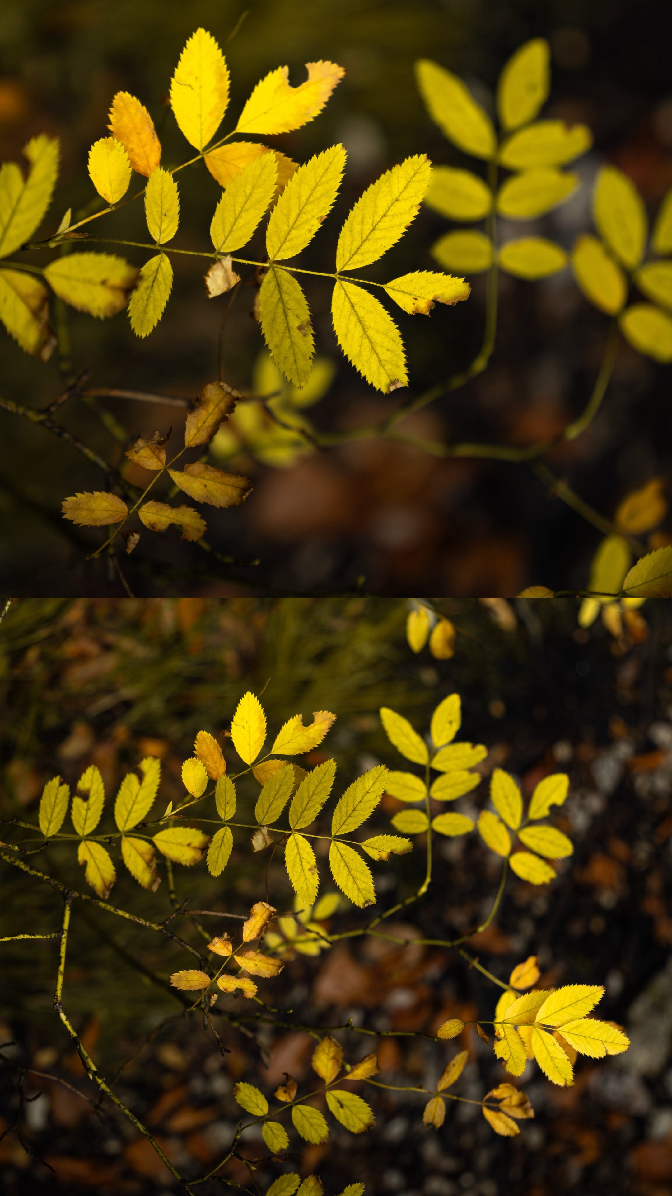 Close-up of yellow autumn leaves on a branch, with a dark blurred background.