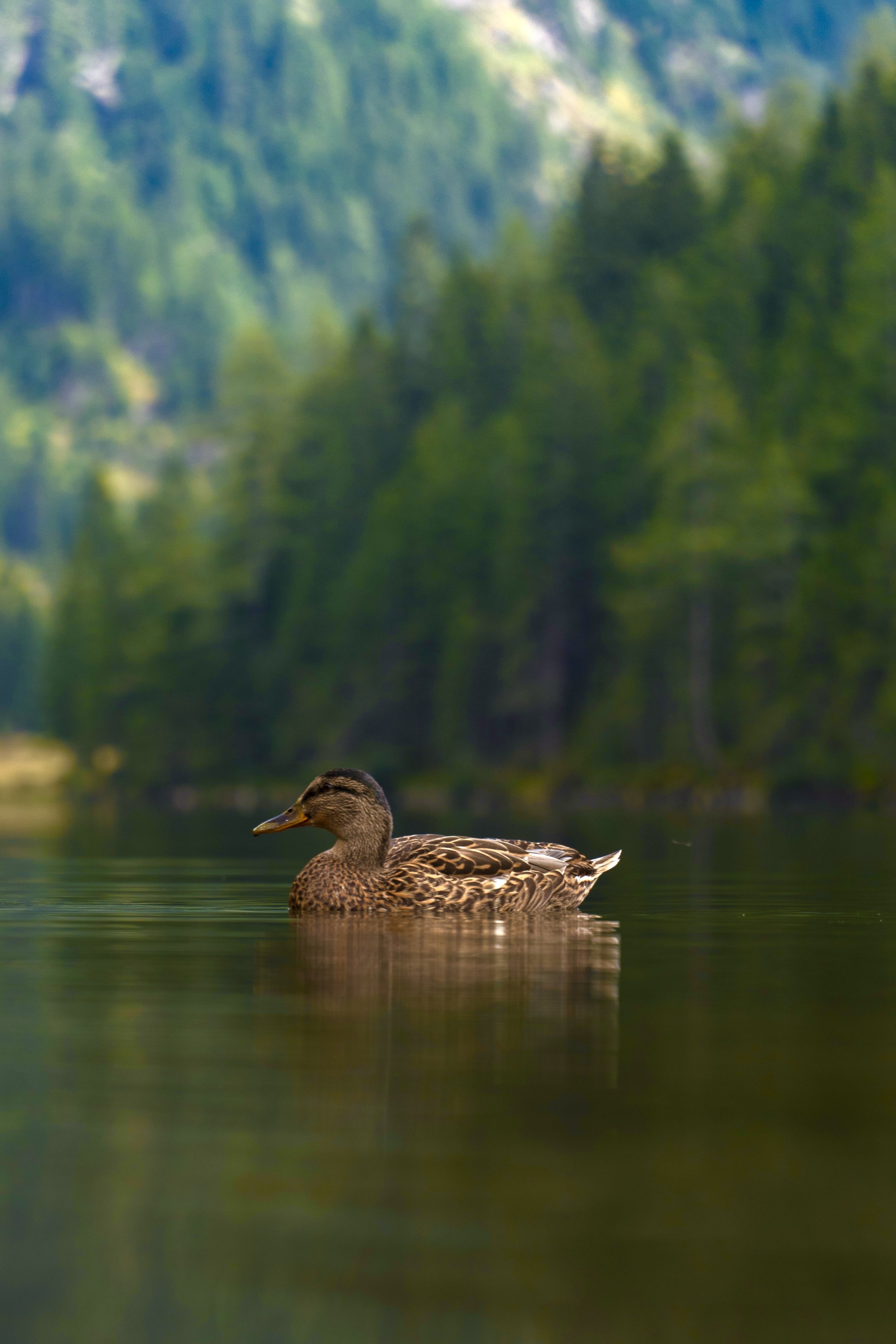 A duck swimming in a calm lake with a forested background.