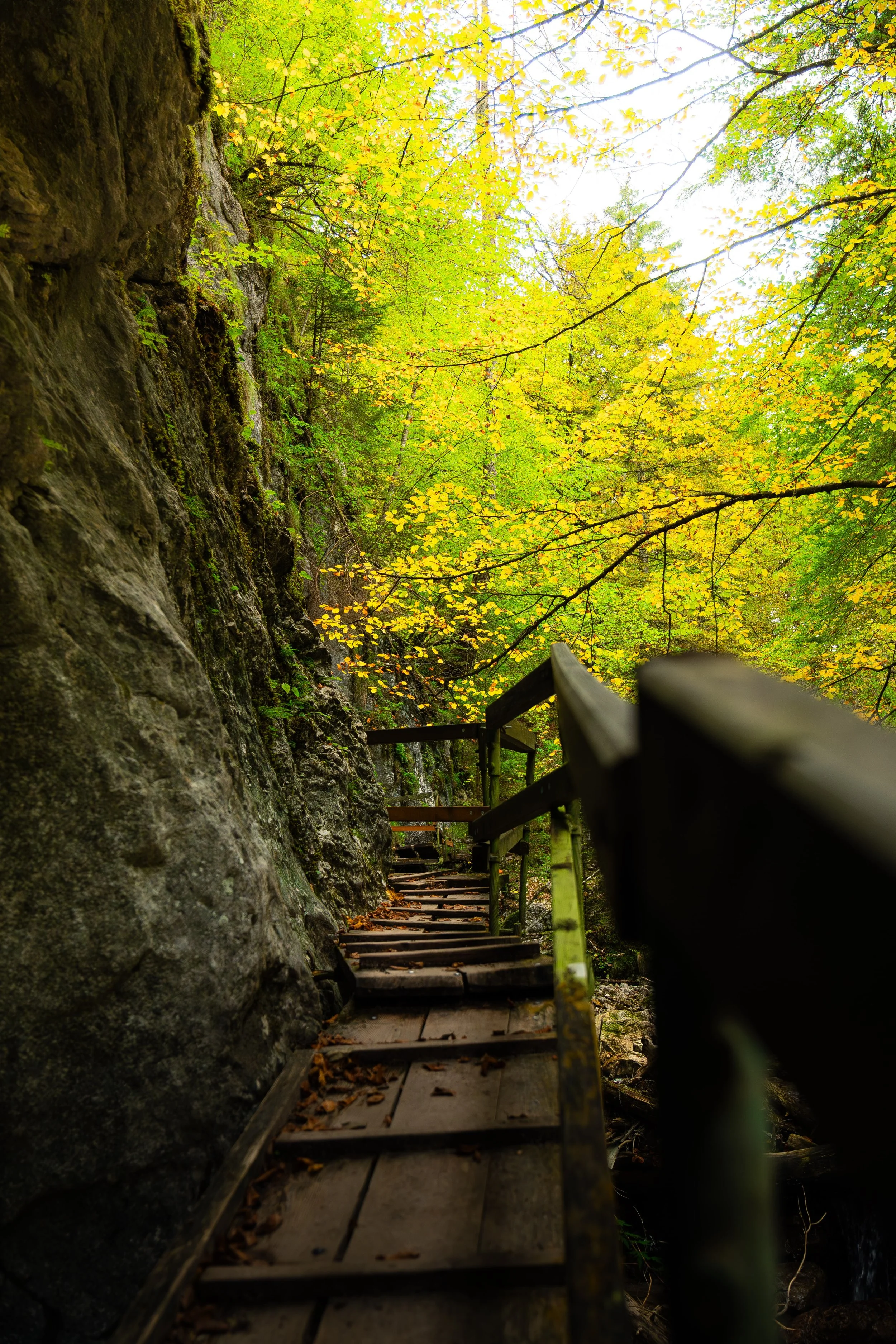 Wooden staircase with railing descending along a rocky cliffside through a lush forest with yellow and green autumn leaves.