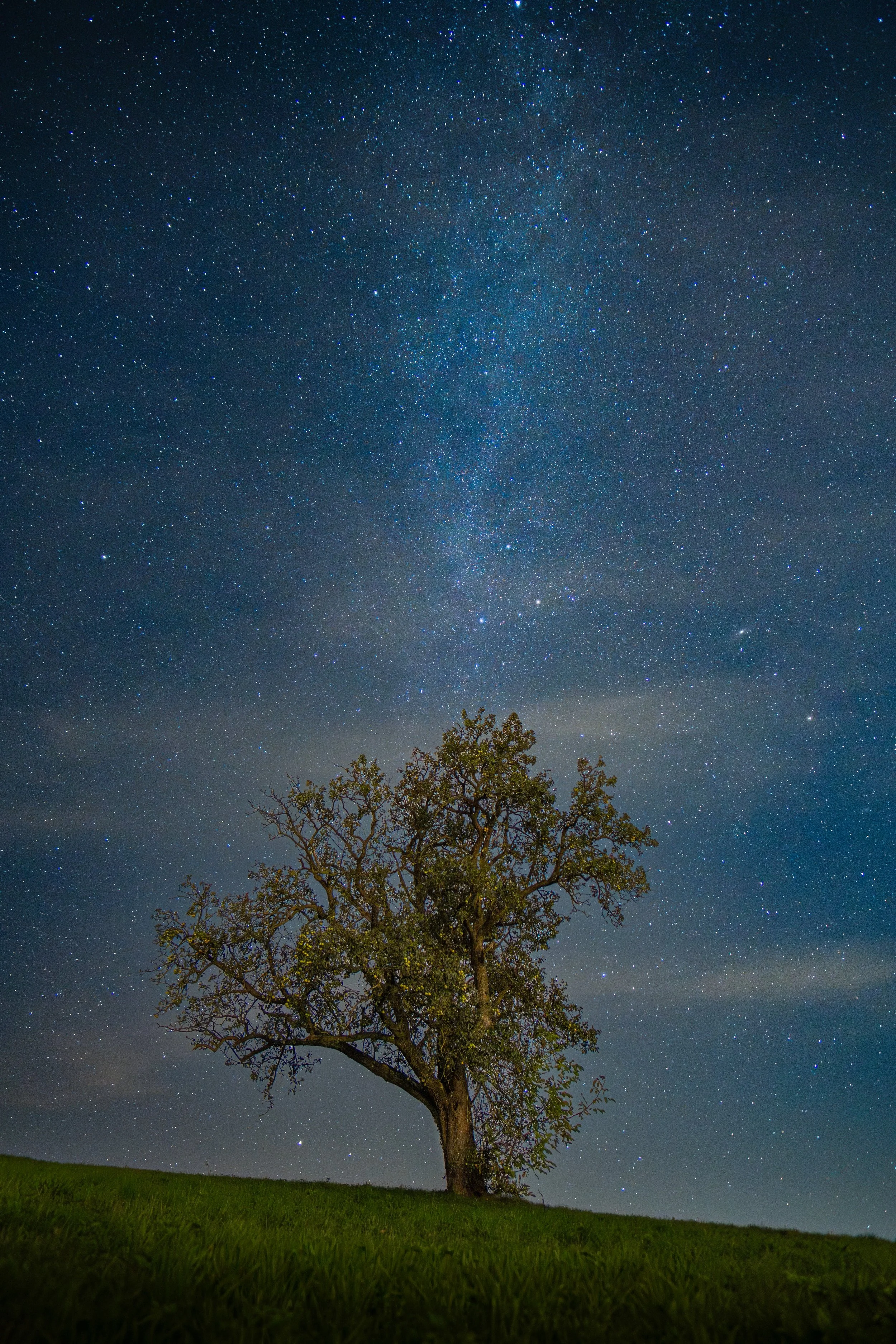 Der Lebensbaum 29.09.2024