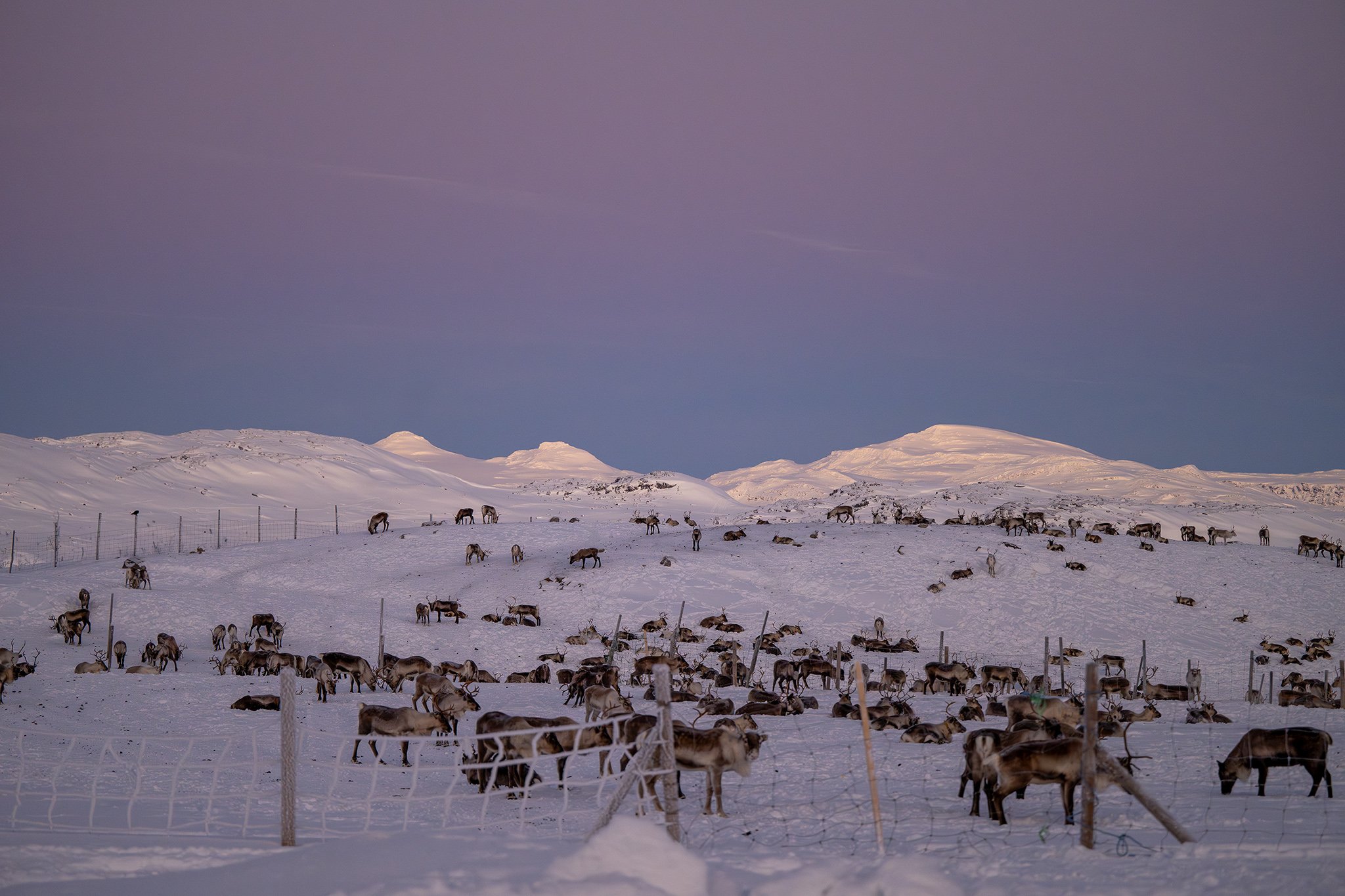 Snow-covered field with a large herd of reindeer grazing, surrounded by a fence, under a purple-tinged sky with mountains in the background.