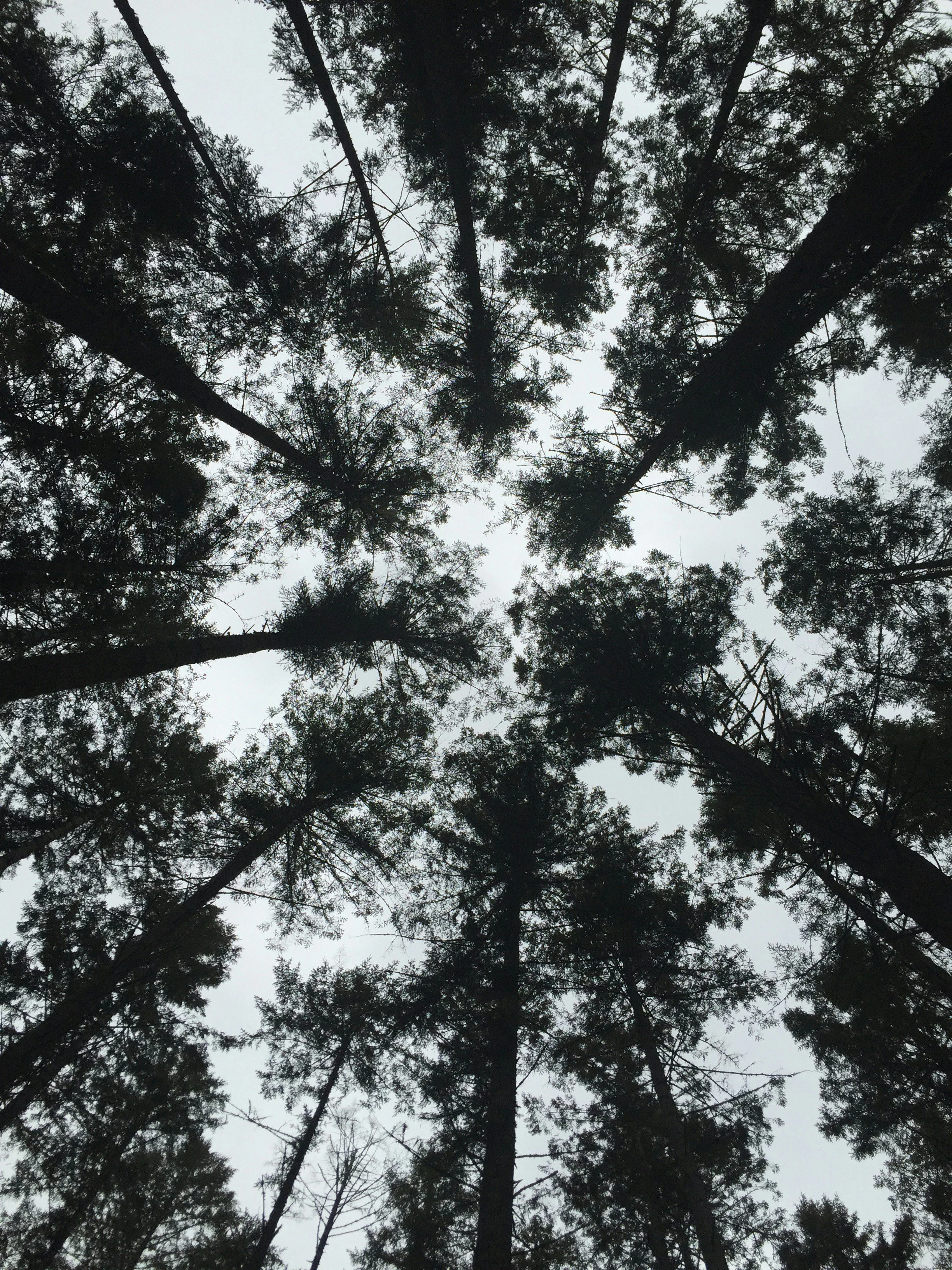 View of tall trees from below, with the sky visible through the canopy in a dense forest.