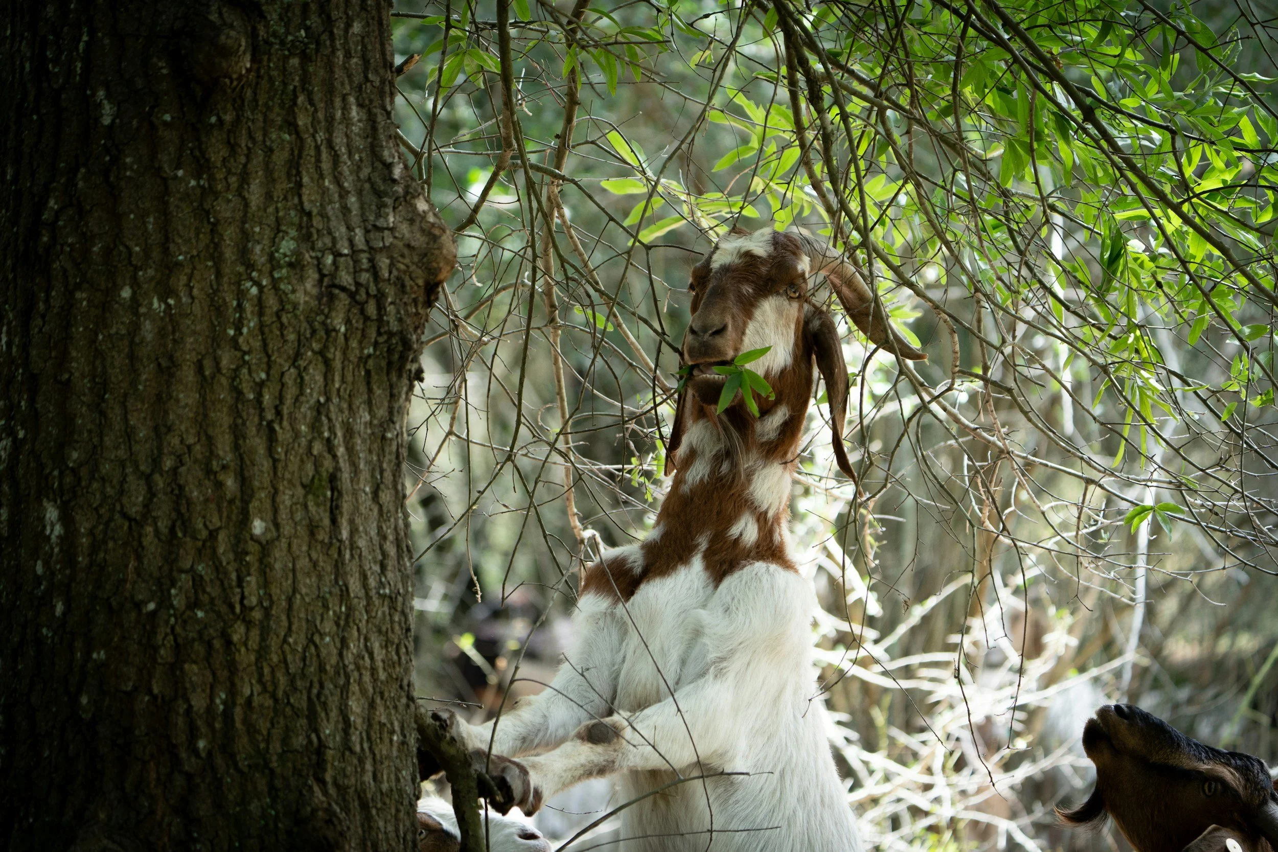 A goat standing on its hind legs and reaching for leaves on a tree in a forested area.