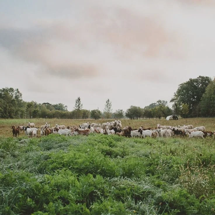 A herd of cows grazing in a green field under a cloudy sky.