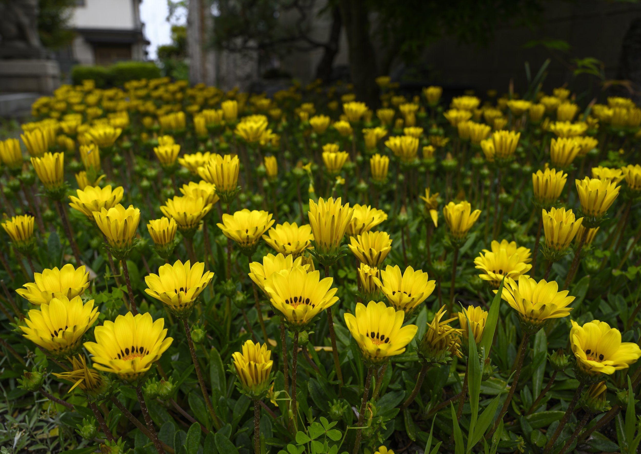 Yellow.jpg