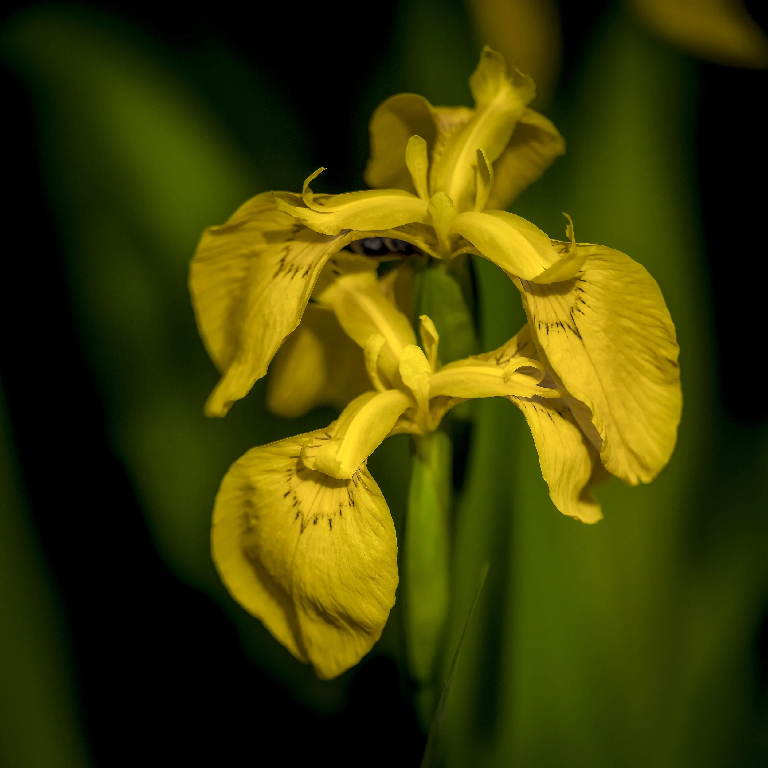 Yellow-6.jpg