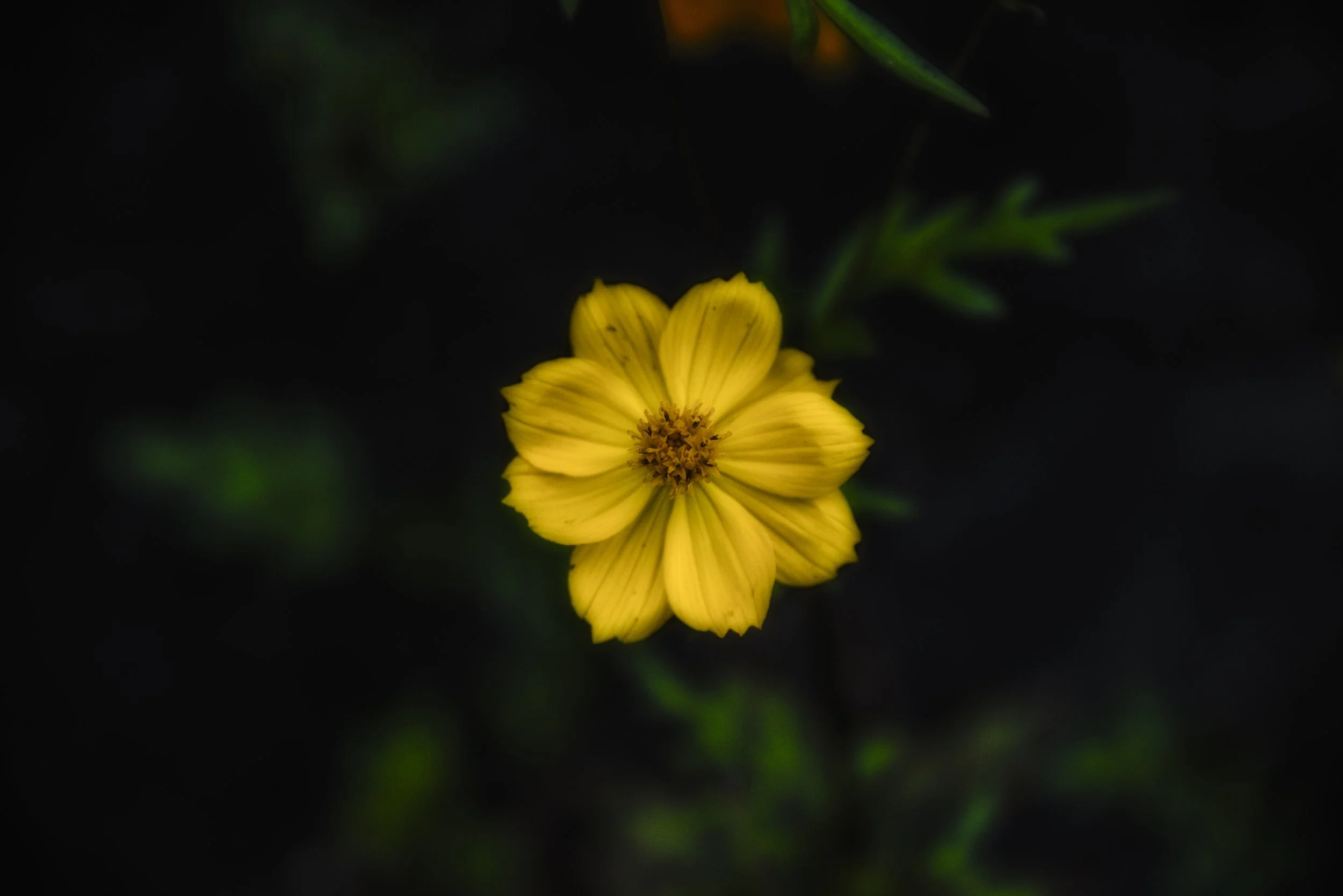Yellow-8.jpg