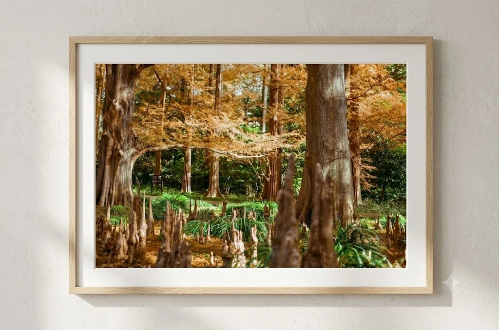 A framed photograph of a forest with tall trees, green shrubs, and brown foliage in autumn colors.