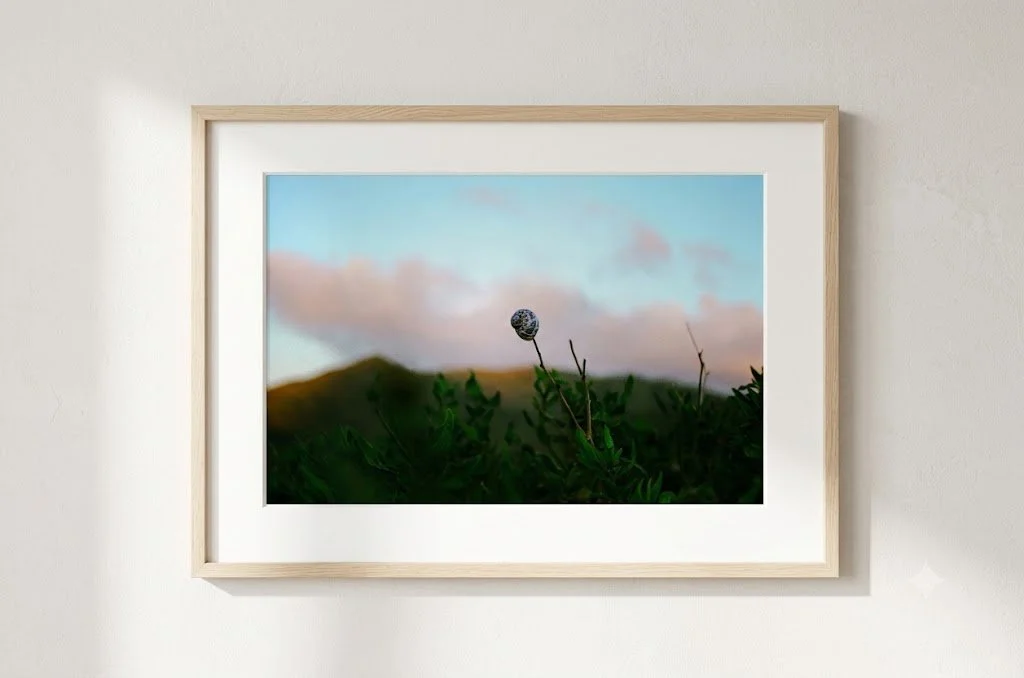 A framed photograph of a landscape with a blue sky, pink clouds, green hillside, and a plant with a round seed pod in the foreground.