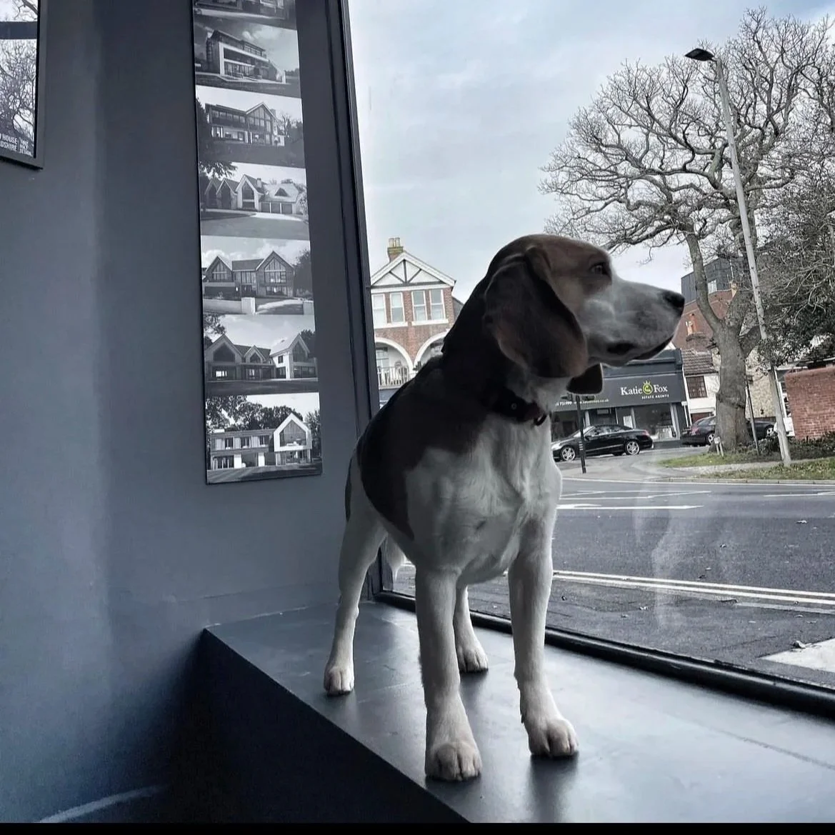Hendrix, office dog and “Barkitect” at Tony Holt Design, a CIAT-registered architectural practice.