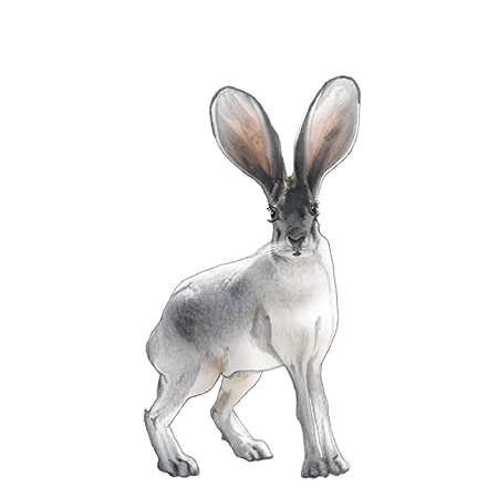 Illustration of a rabbit with large ears and a gray and white coat.