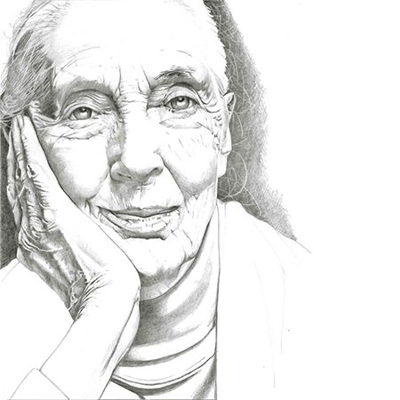 Sketch of Jane Goodall with a gentle smile, resting her face on her hand.