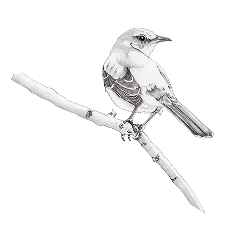 Black and white illustration of a bird perched on a thin branch against a black background.