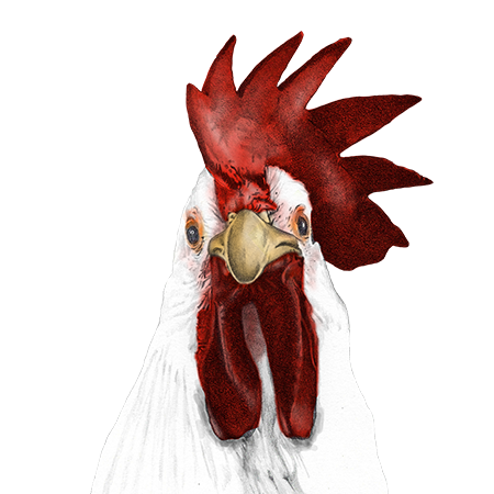 Close-up of a chicken's head with a red comb and wattles, yellow beak, and white feathers.