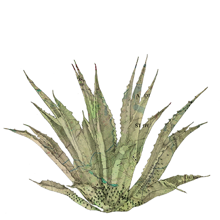 A desert aloe vera plant with thick, spiky leaves.