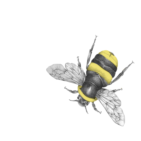 A detailed illustration of a bee with yellow and black stripes on its body, transparent wings, and black eyes.