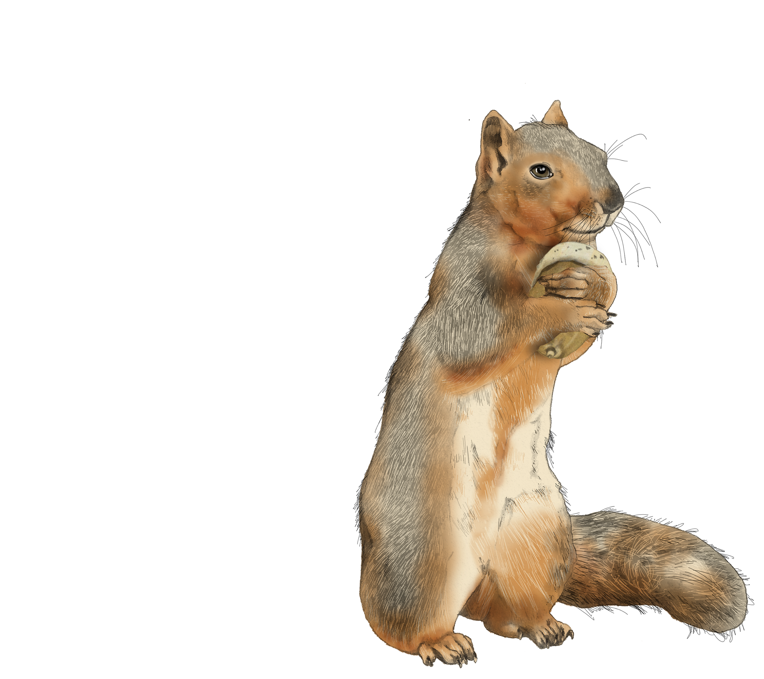 A digitally illustrated squirrel holding and eating a small snack.