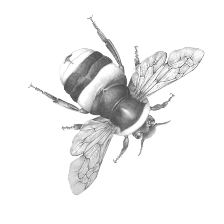 A detailed black and white illustration of a bee, showing its wings, body segments, and antennae.