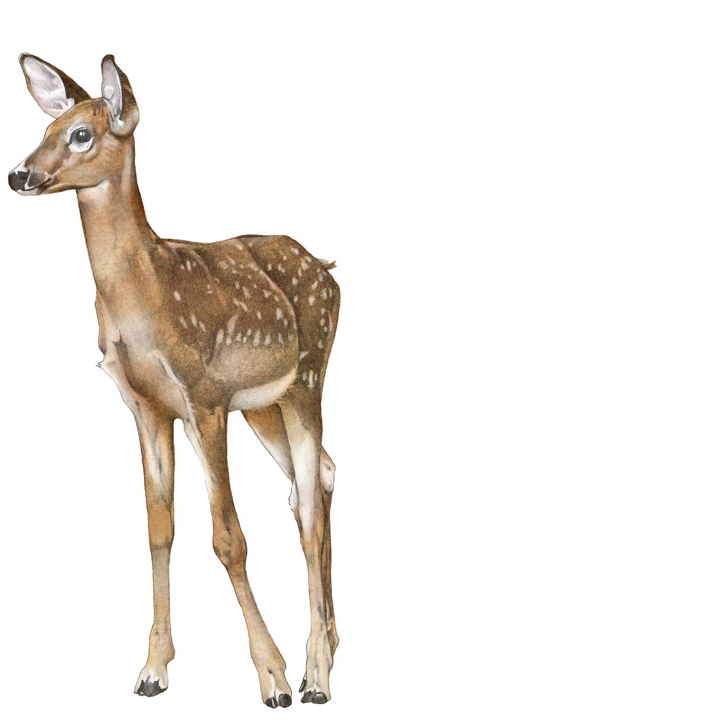 A baby deer, or fawn, standing on a plain background.