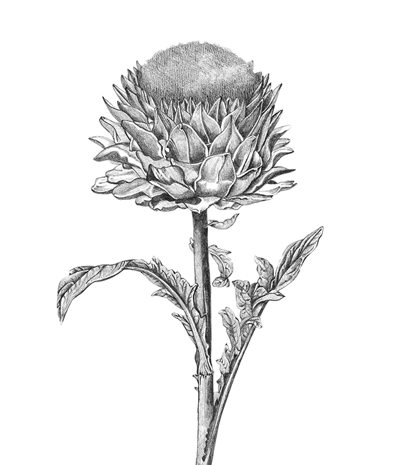 A detailed black and white drawing of a flower with a large, round, textured head and multiple layered petals, on a single stem with several leaves against a black background.