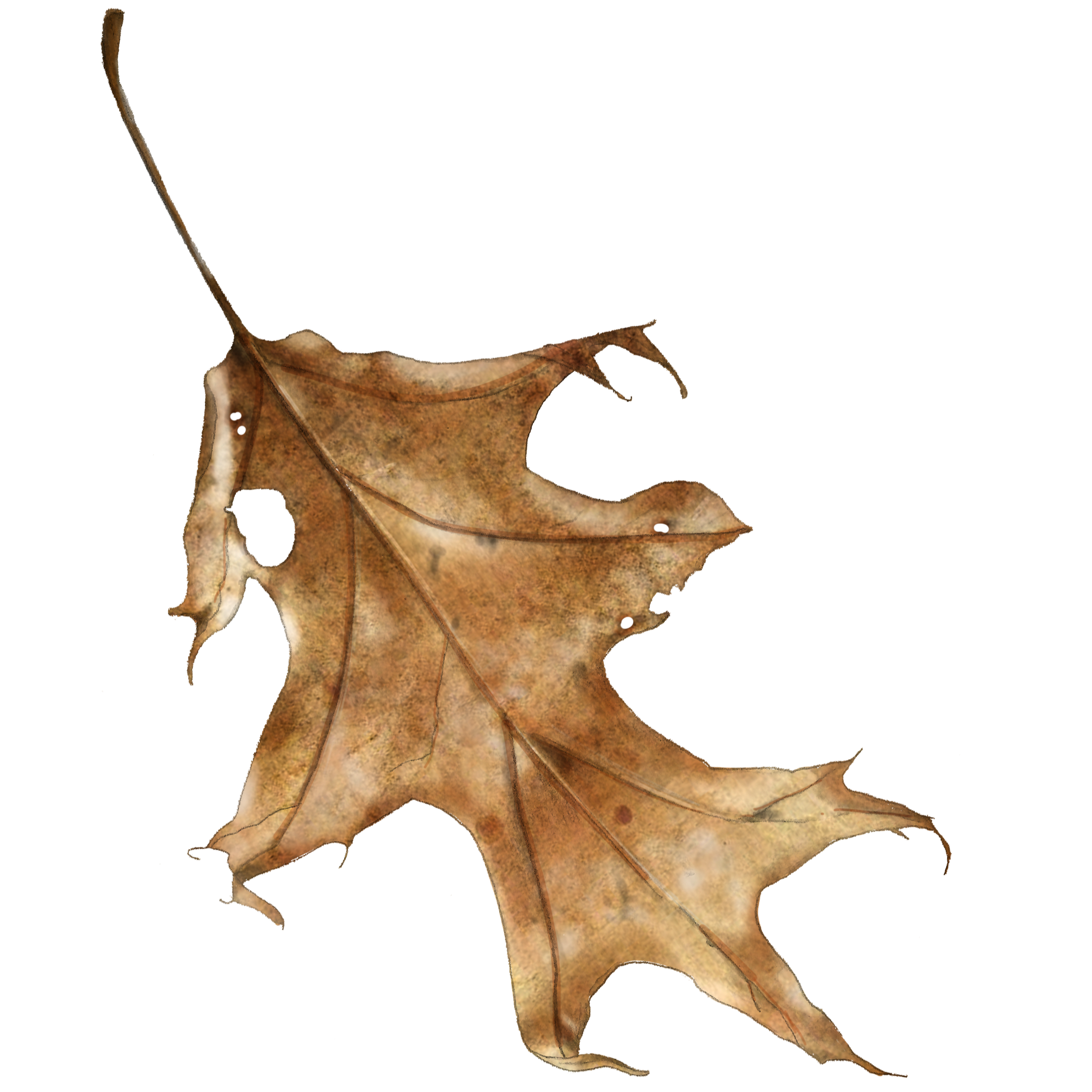 Dry, brown, fallen maple leaf with curled edges on a white background.