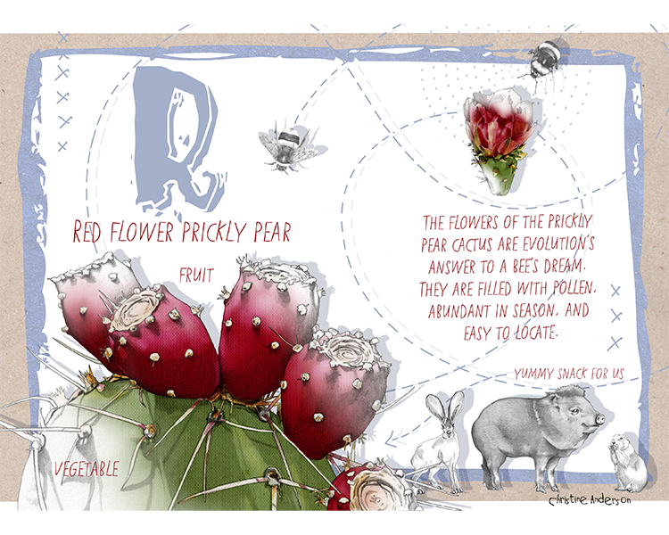 Illustration of a prickly pear cactus with red fruit, flowers, bees, and animals including a rabbit, javelina, and squirrel, with descriptive text about the cactus and its flowers.