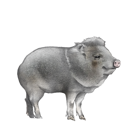 A javelina standing on a black background.