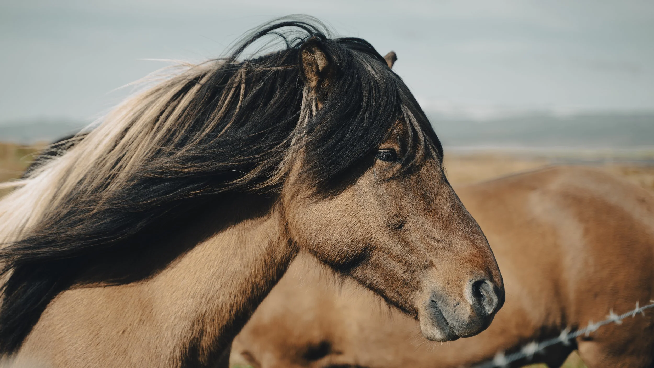 Close-up of a brown horse with black and white mane, standing outdoors near a fence with additional horses in the background.