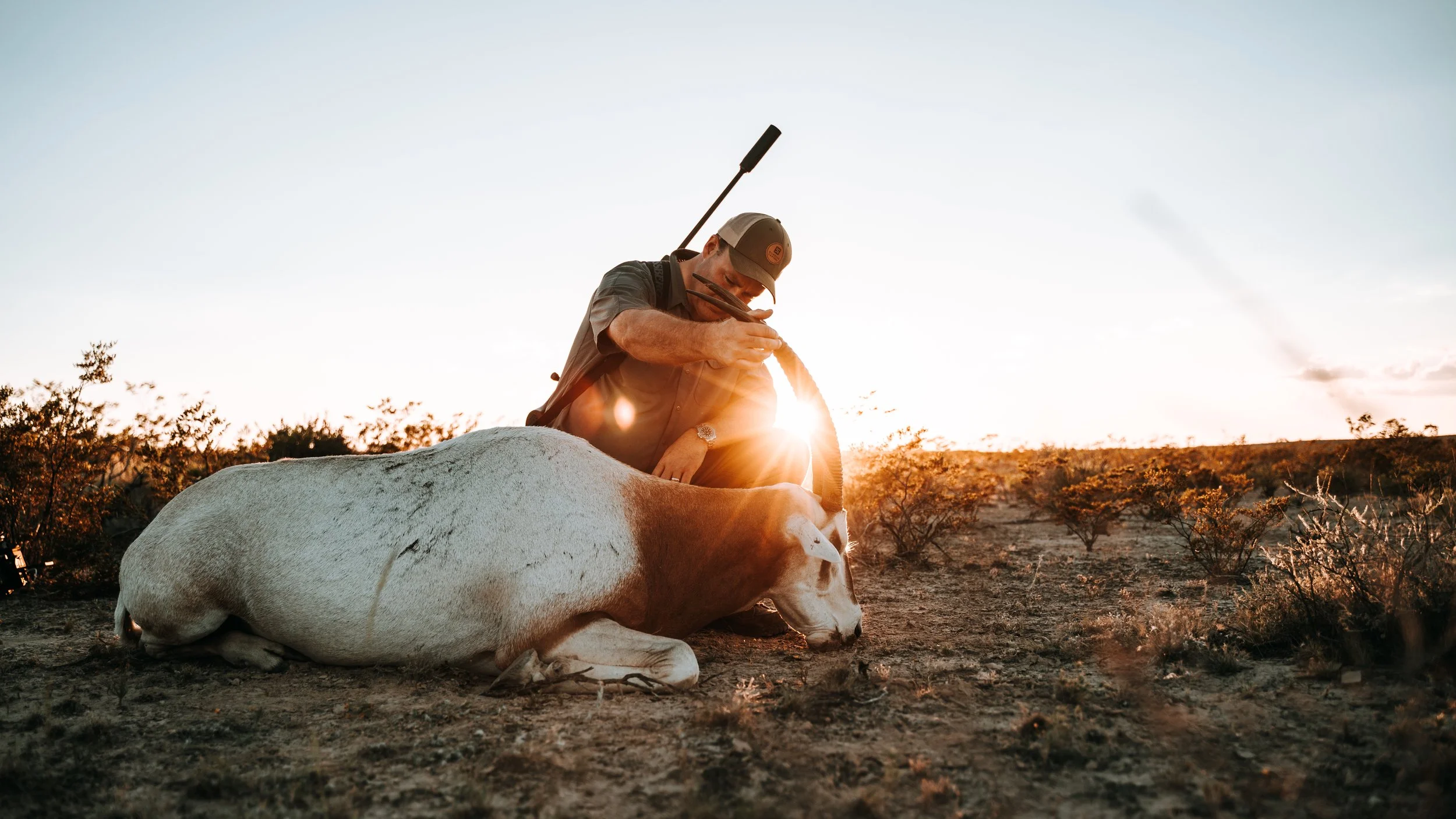 A man kneeling next to a lying white and brown cow during sunset, holding a tool and wearing a hat and outdoor clothing.