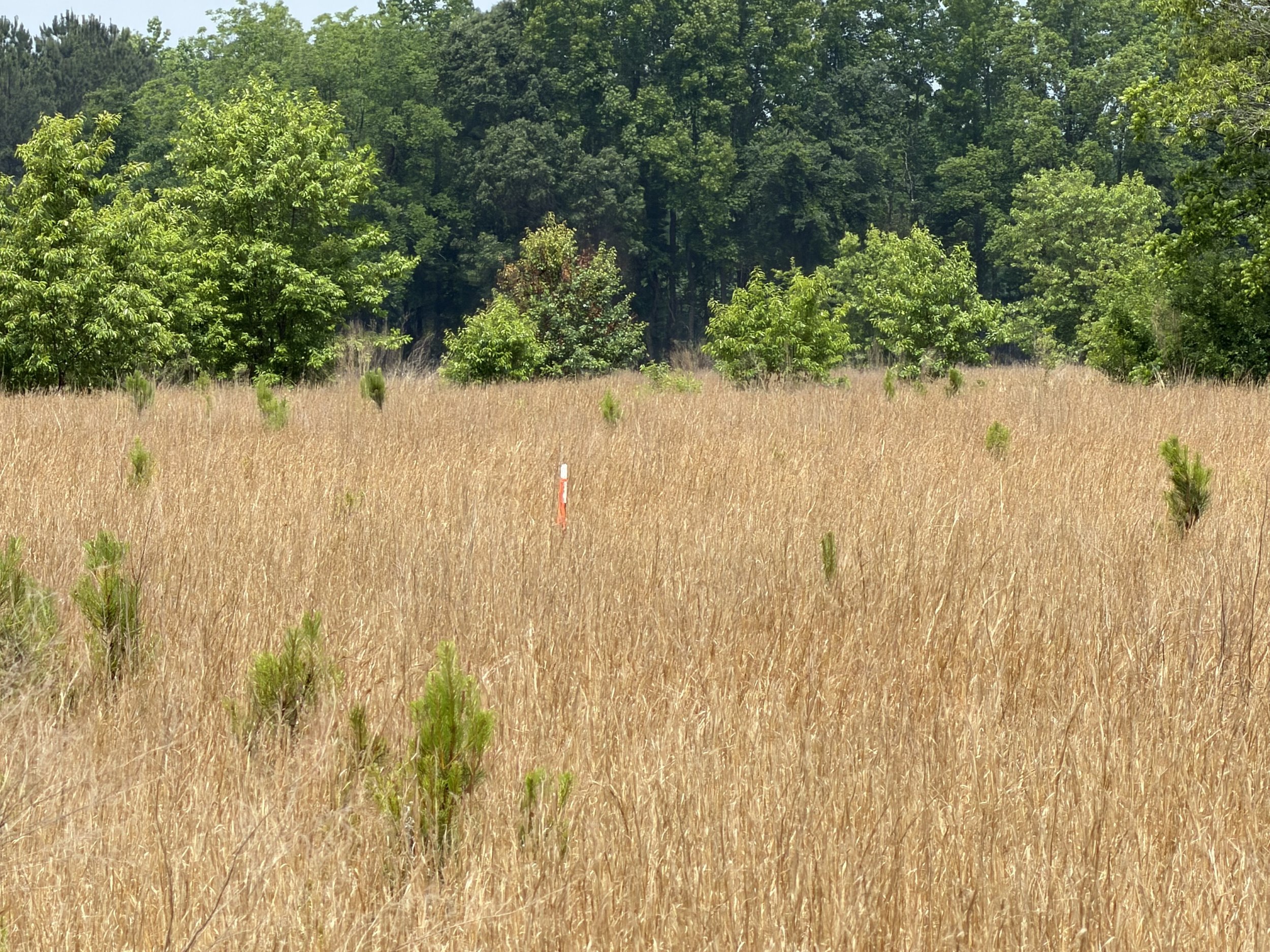 IMG_4512 fairly rd 12.jpg