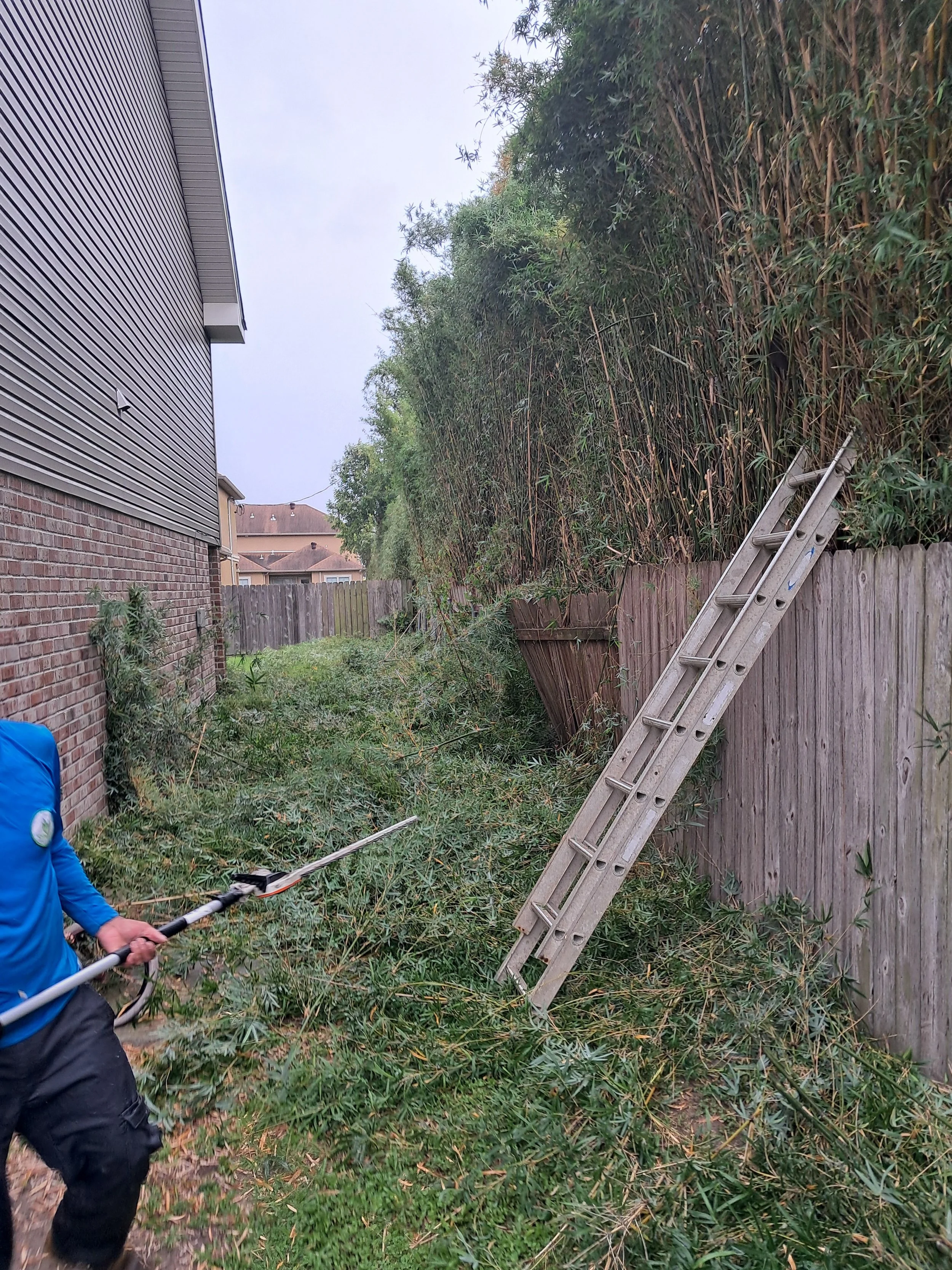 bamboo fence line trimming